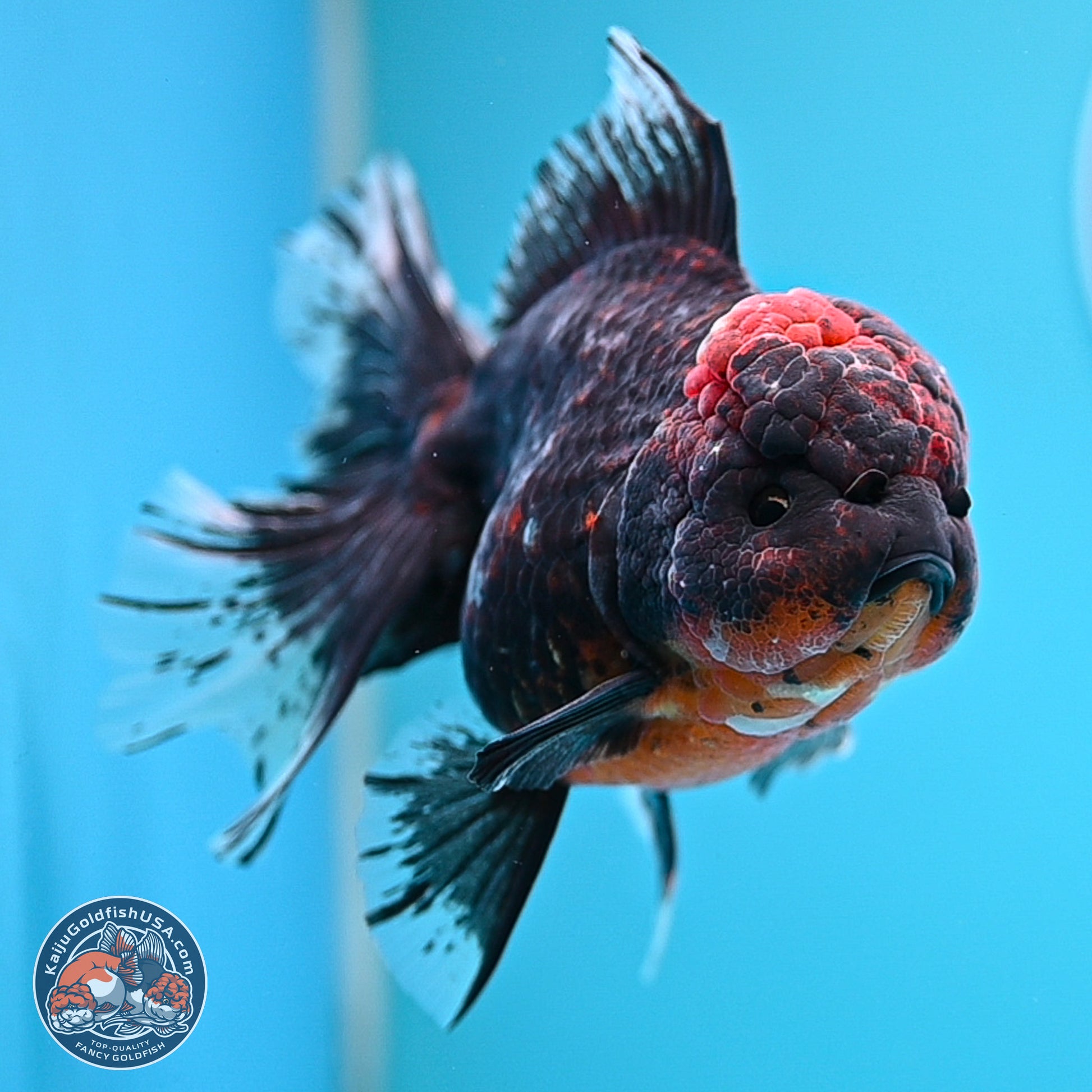 Kirin Rose Tail Oranda 4 inches Body - Female (241129_OR07) - Kaiju Goldfish USA