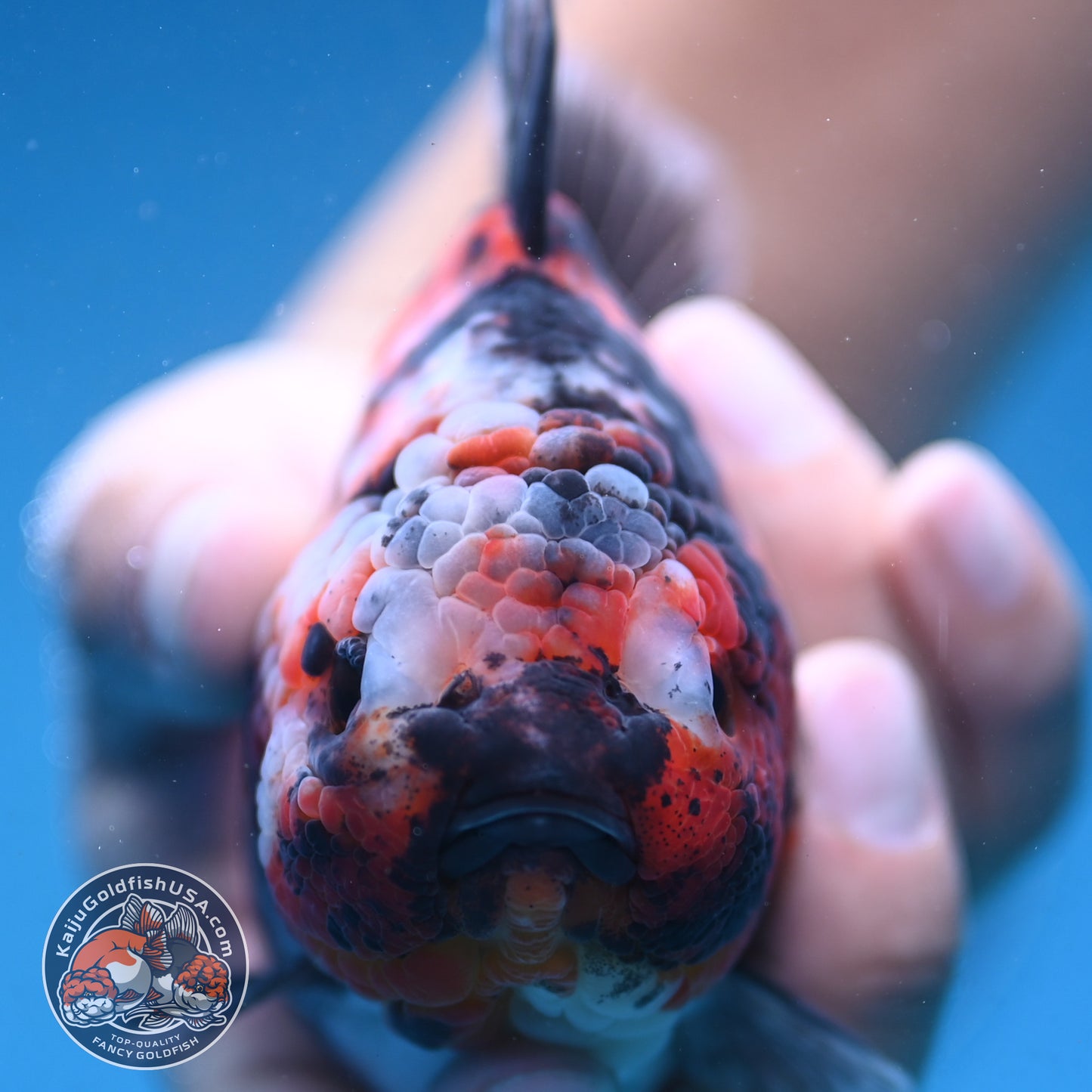 Tiger Oranda 4 inch Body (250912_OR07)