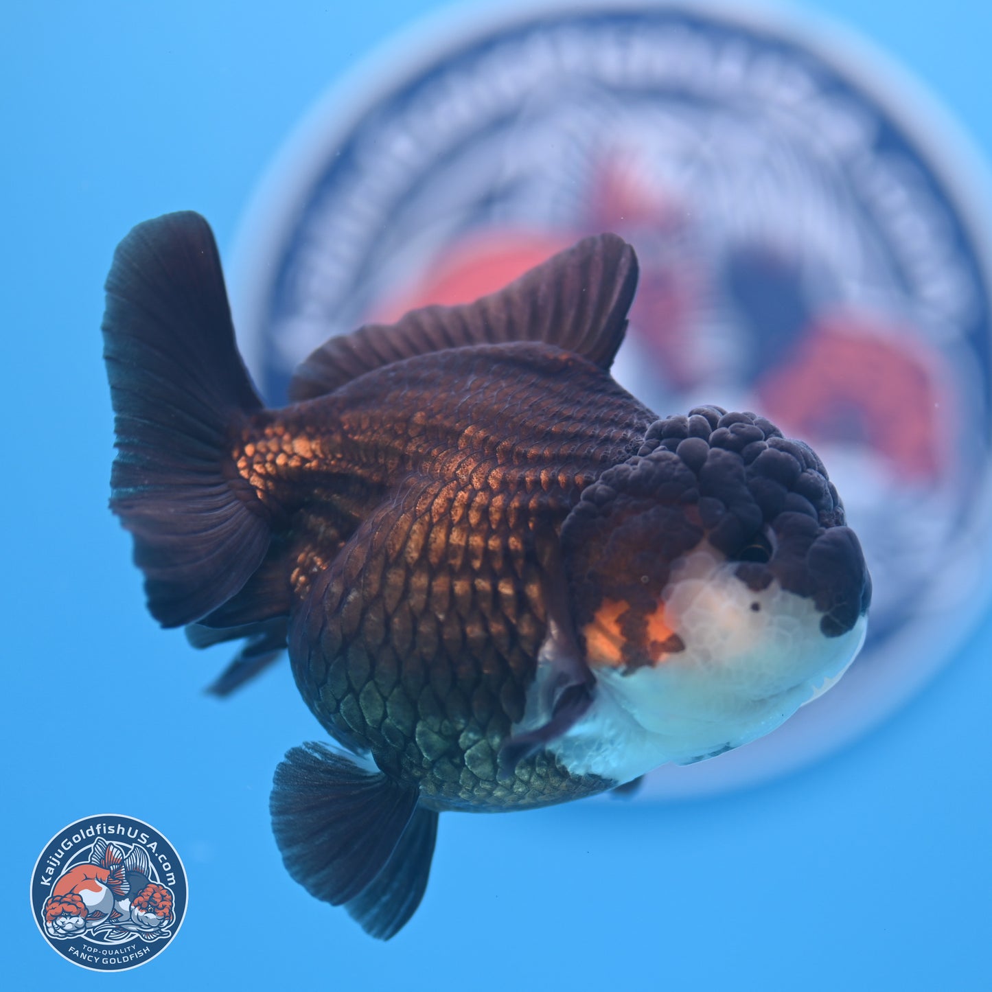 Panda Oranda 3.5-4 inches (240913_OR07) - Kaiju Goldfish USA