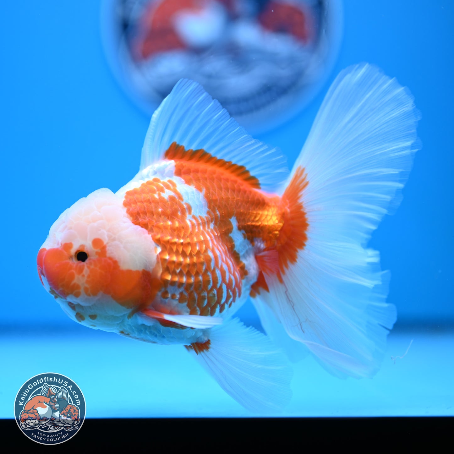 Jade Head Red White Rose Tail Oranda 4-6.5 inches (240906_OR07) - Kaiju Goldfish USA