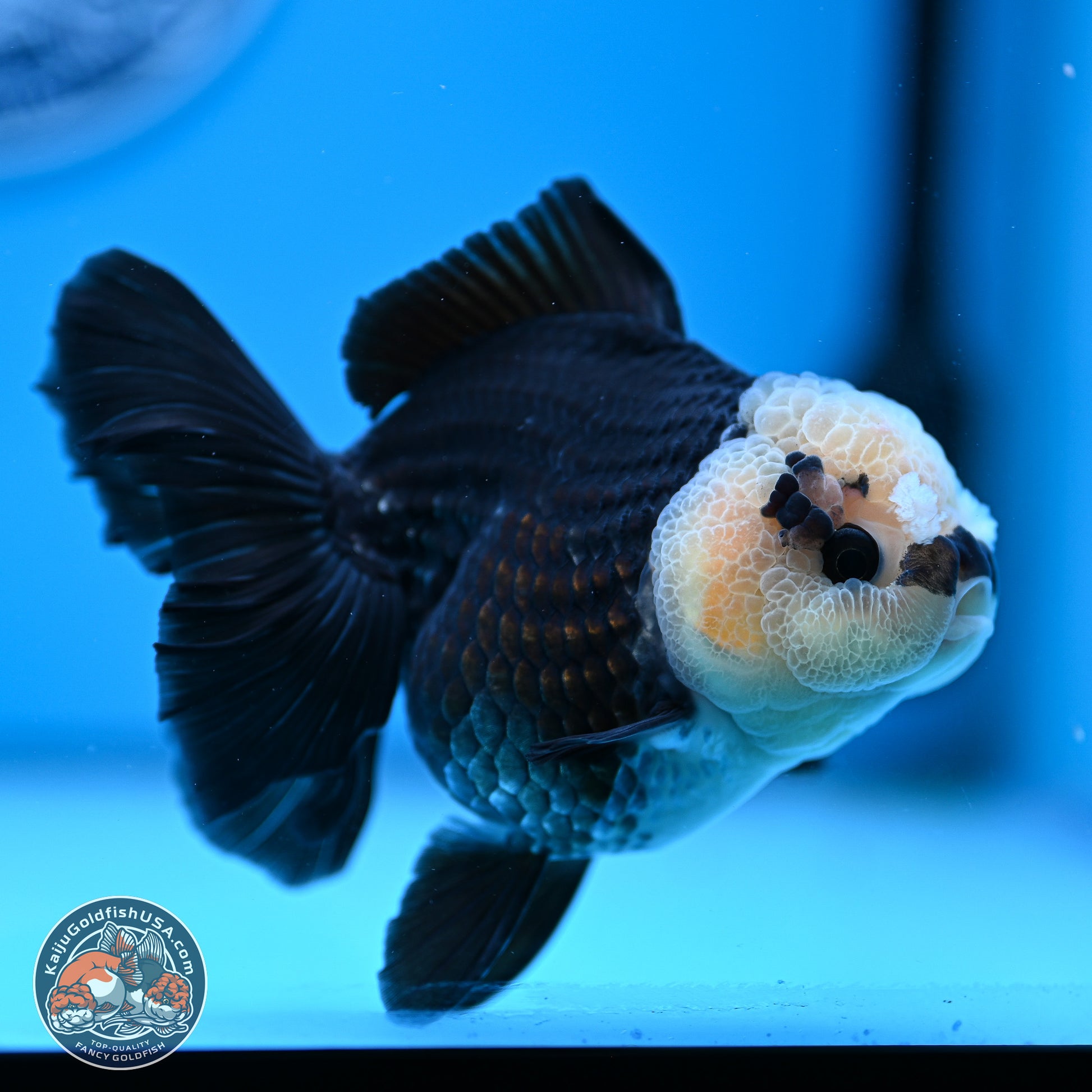 Panda Rose Tail Oranda 3.5in body (240809_OR07) - Kaiju Goldfish USA