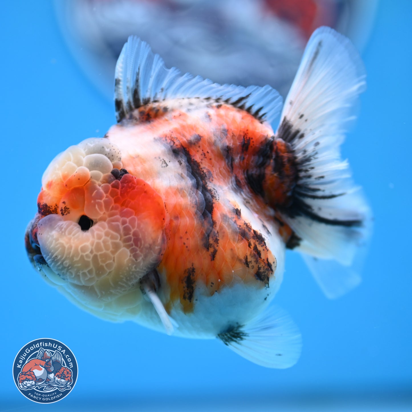 Tricolor Tiger YuanBao Oranda 3.25 inches Body - Female (250314_OR07)