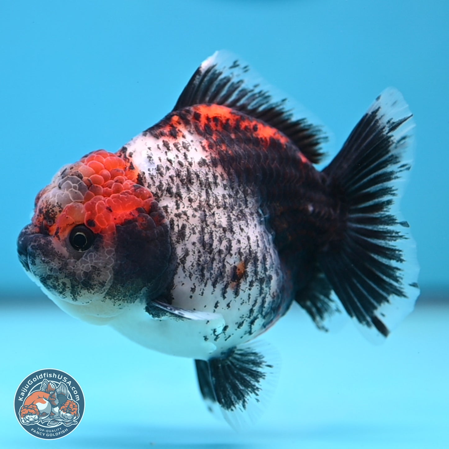 Shogun Calico Oranda 4 inches Body - Female (250207_OR07)