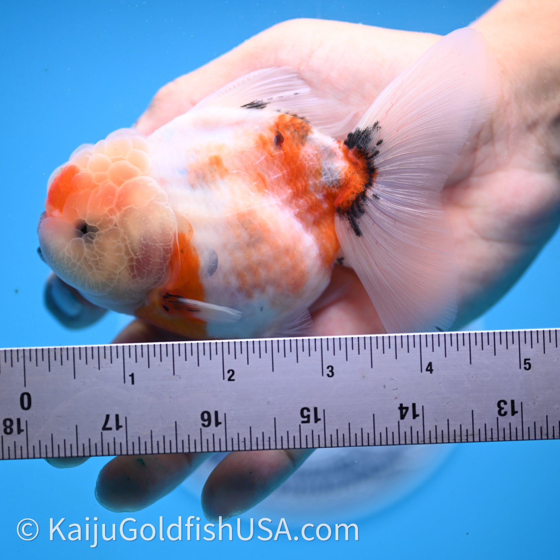 Shogun Godzilla Tricolor Sakura Oranda 3.5in Body (240726_OR07) - Kaiju Goldfish USA