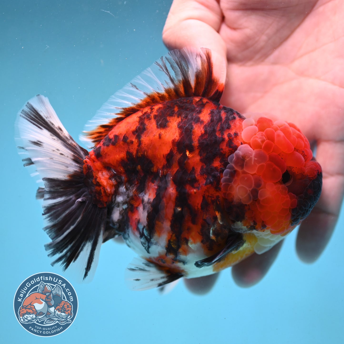 Tricolor Tiger Oranda 4 inch Body (251003_OR07)