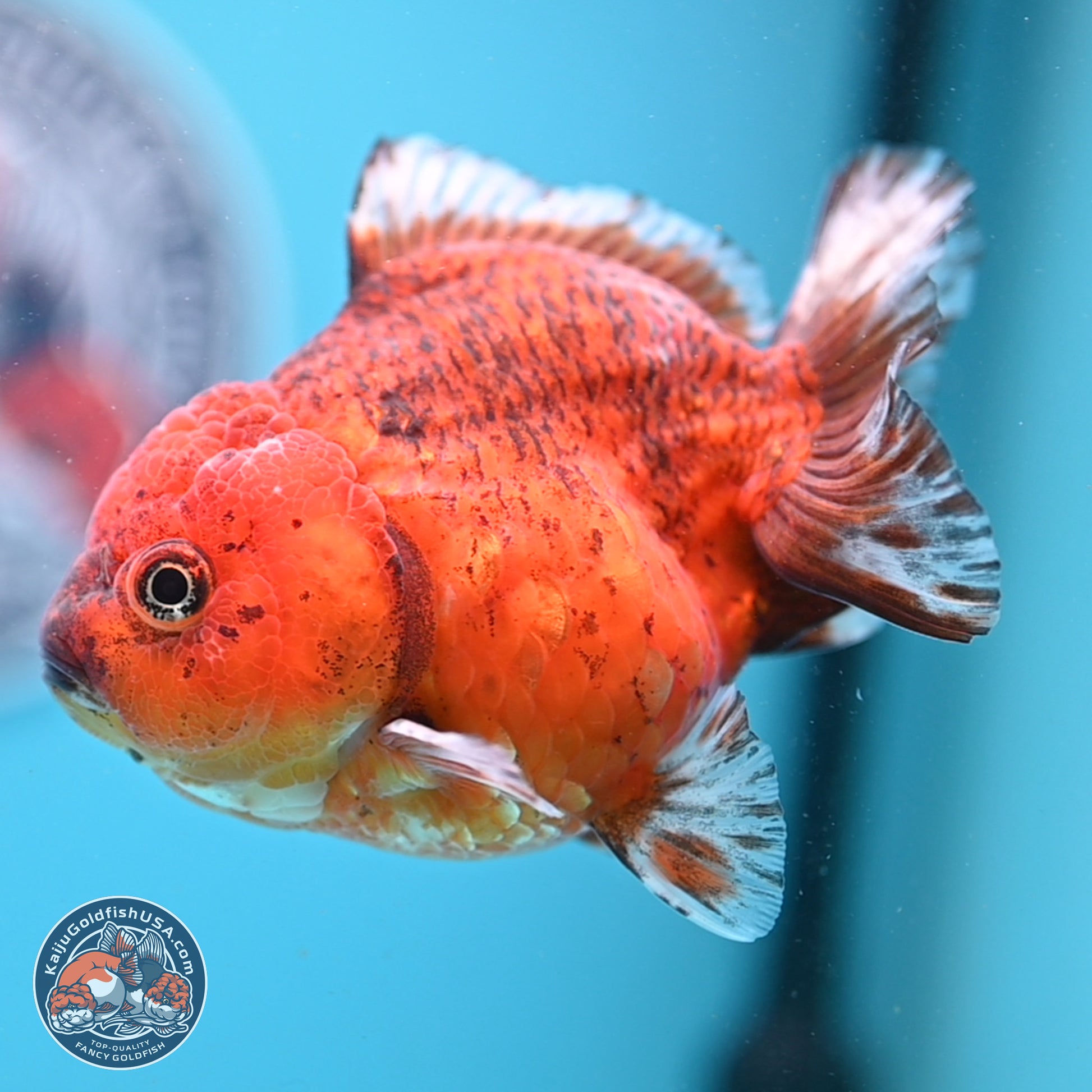Tiger YuanBao Oranda 4 inches Body - Female (241206_OR07) - Kaiju Goldfish USA