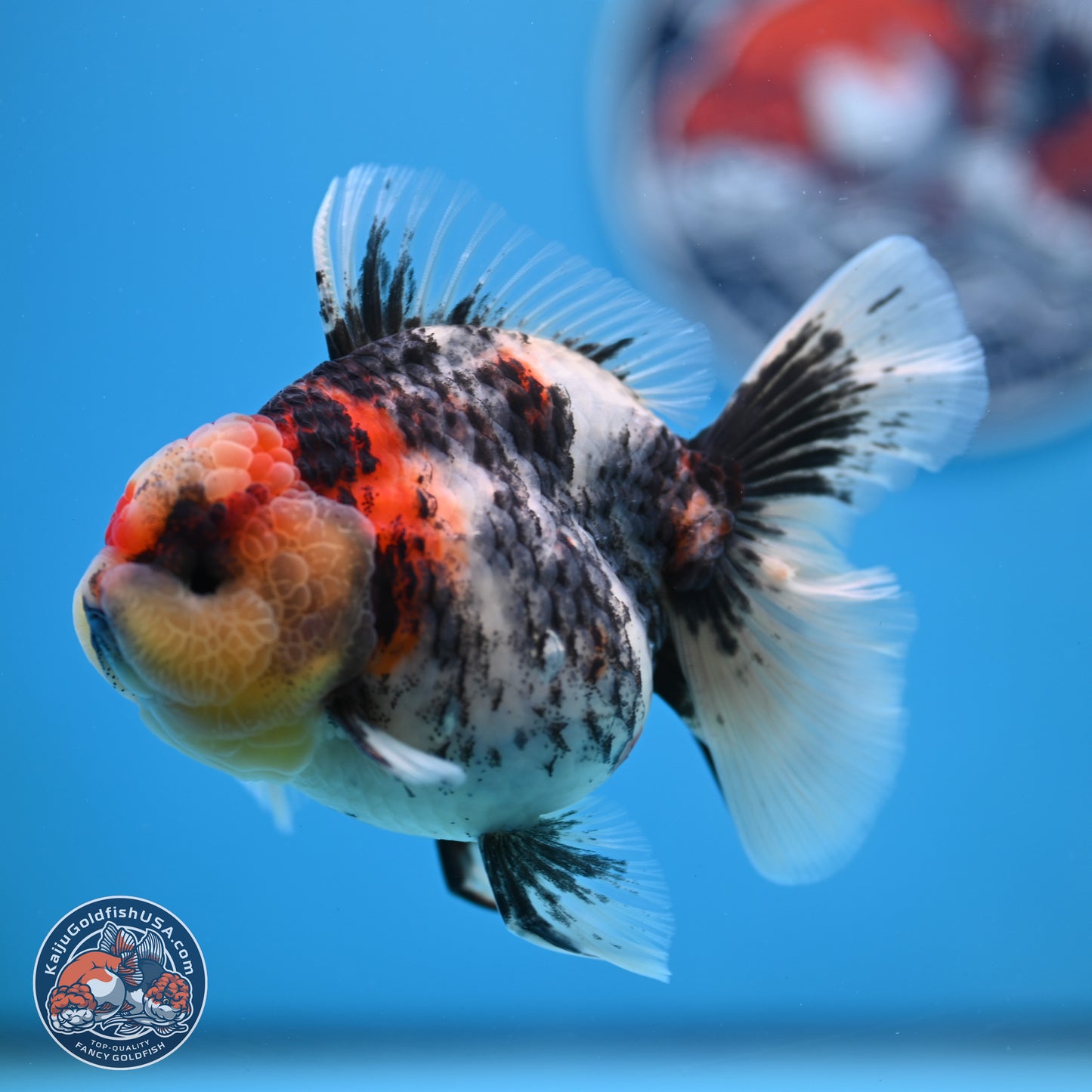Tricolor Tiger RoseTail Oranda 3.5 inches Body - Female (250307_OR07)