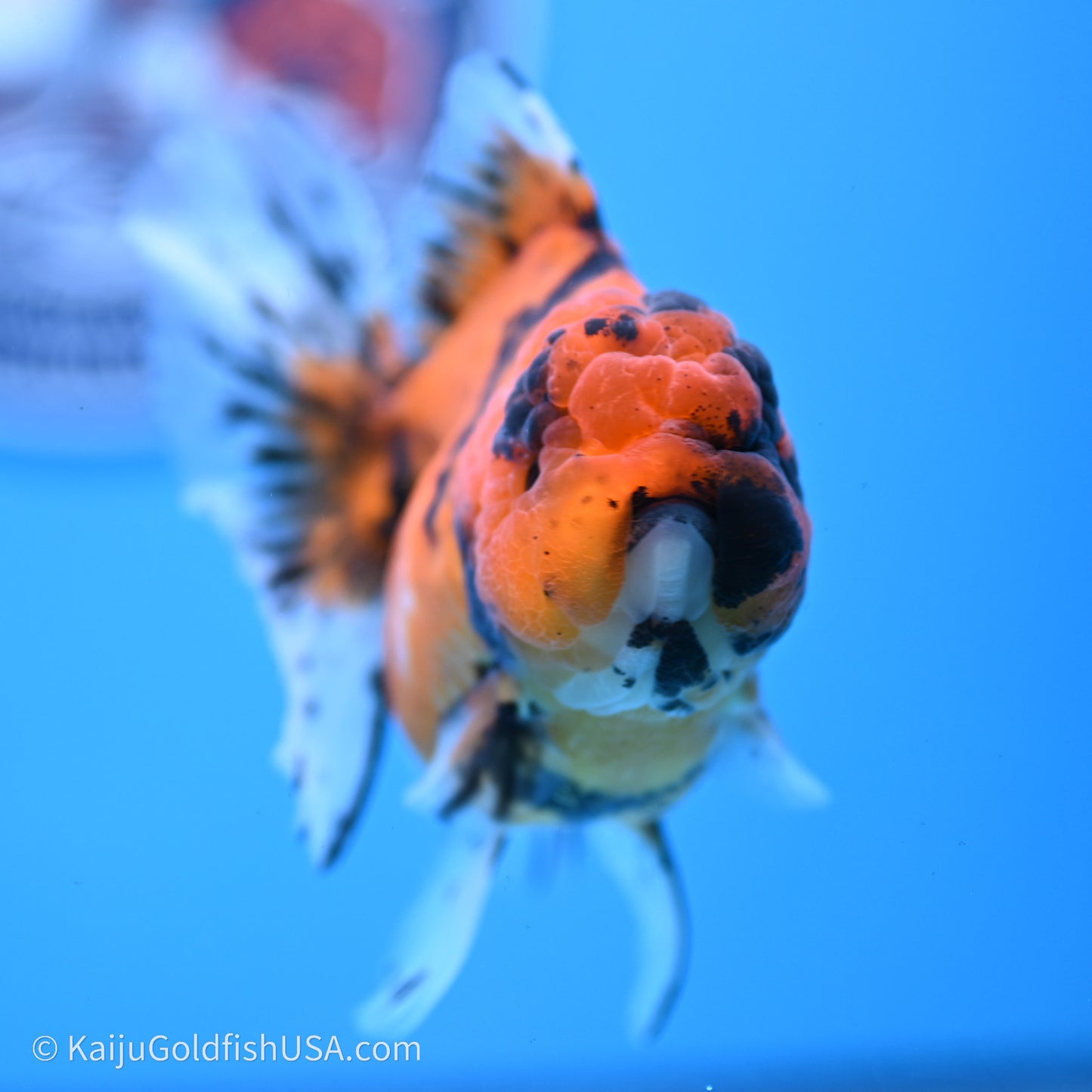 Shogun Godzilla Tiger Oranda 3.8in Body (240719_OR07) - Kaiju Goldfish USA