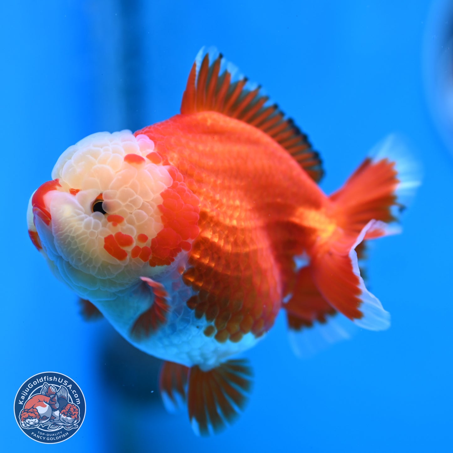 Jade Head Red White YuanBao Oranda 3.5 inches Body - Female (250214_OR07)