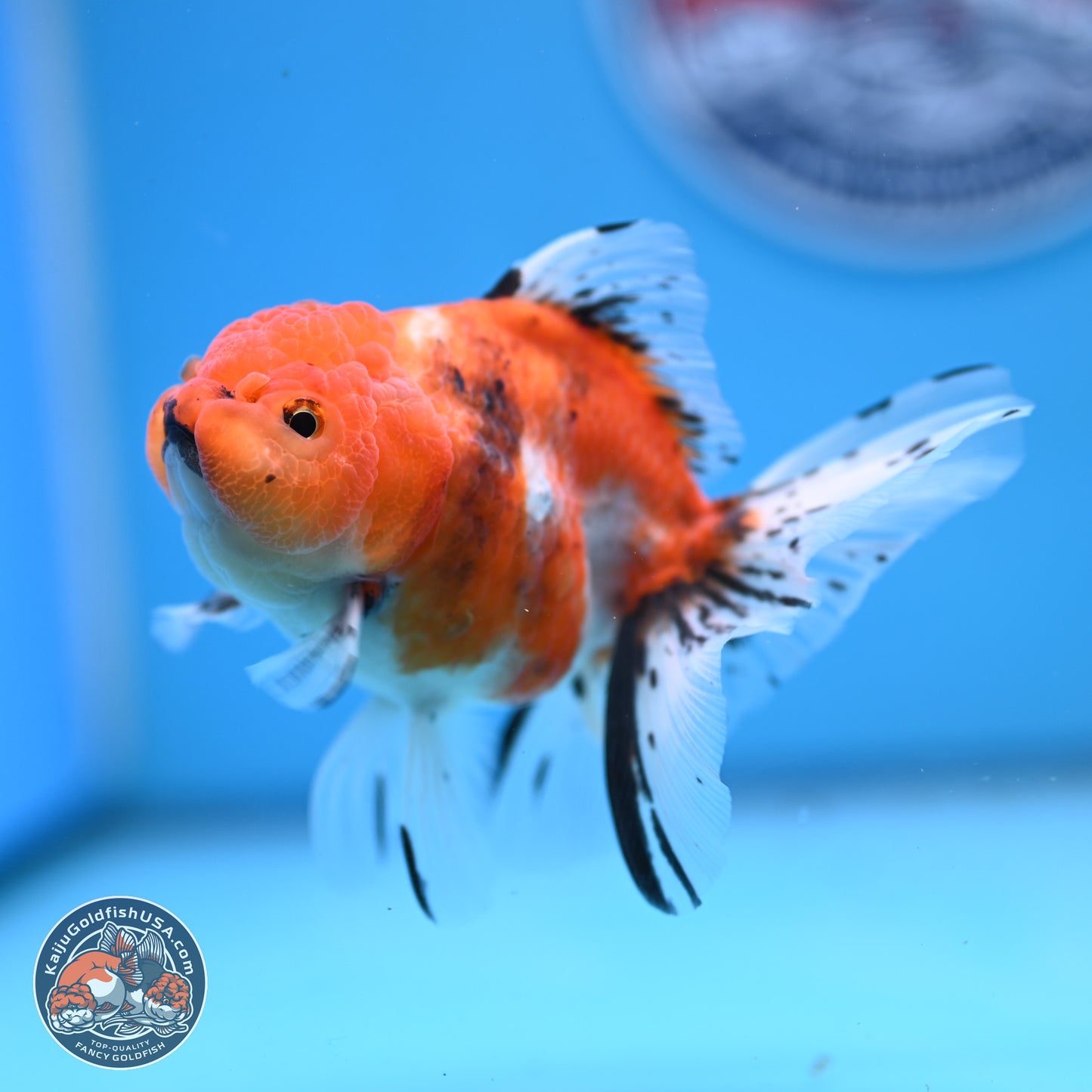 Shogun Tricolor Sakura Rose Tail Oranda 3.5in Body (240802_OR07) - Kaiju Goldfish USA