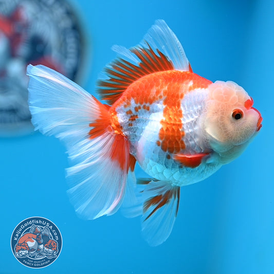 Red White Rose Tail Oranda 3.25 inches Body (250523_OR07)