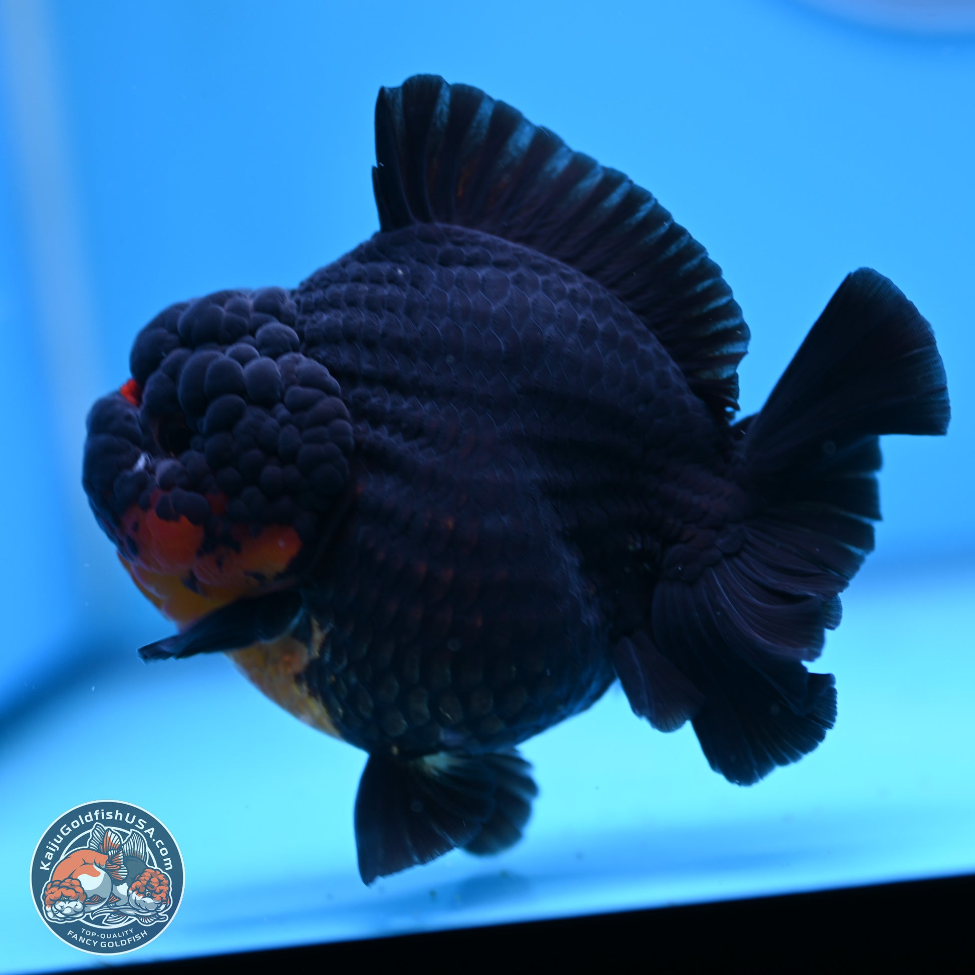 Apache YuanBao Oranda 5 inches (241025_OR07) - Kaiju Goldfish USA