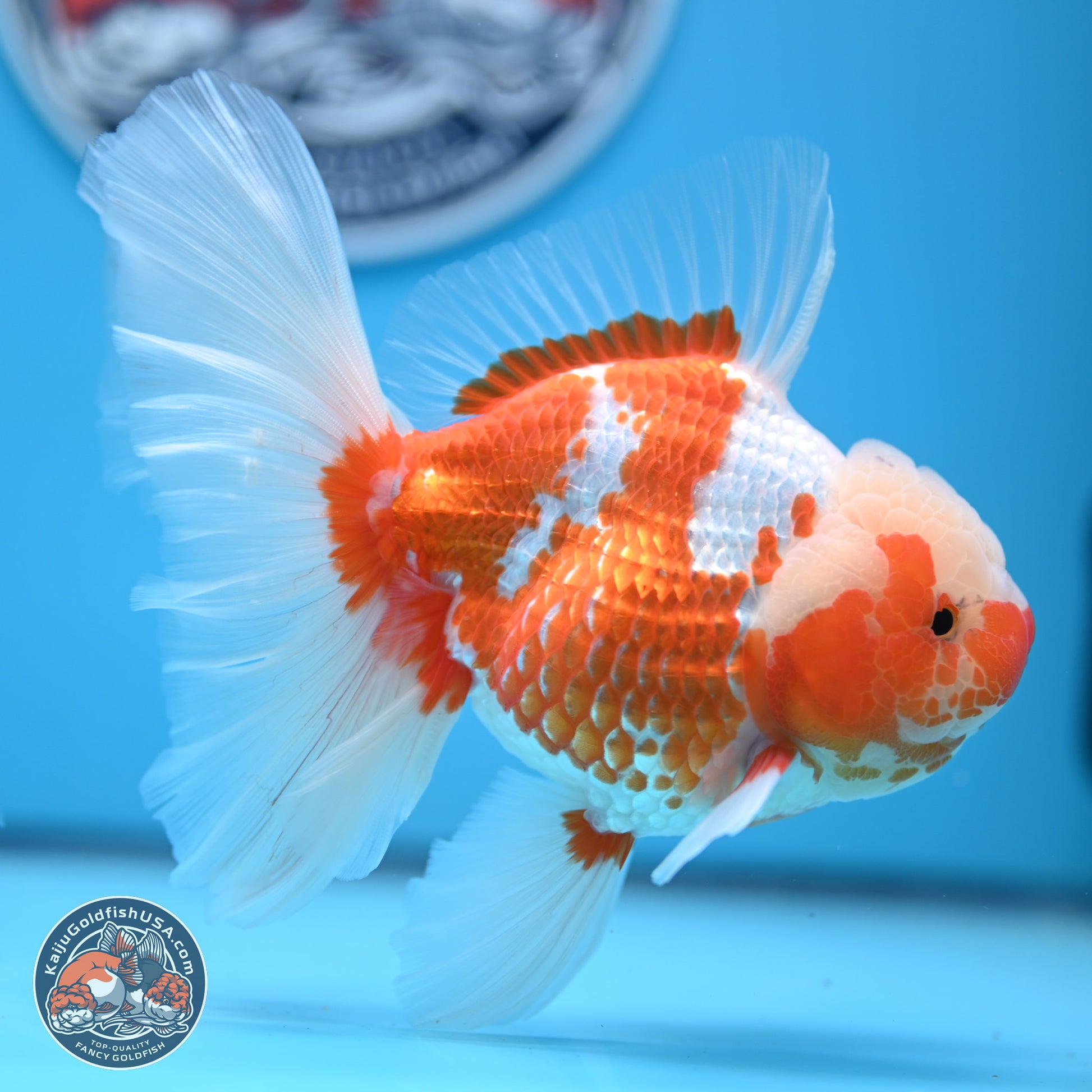 Jade Head Red White Rose Tail Oranda 4-6.5 inches (240906_OR07) - Kaiju Goldfish USA