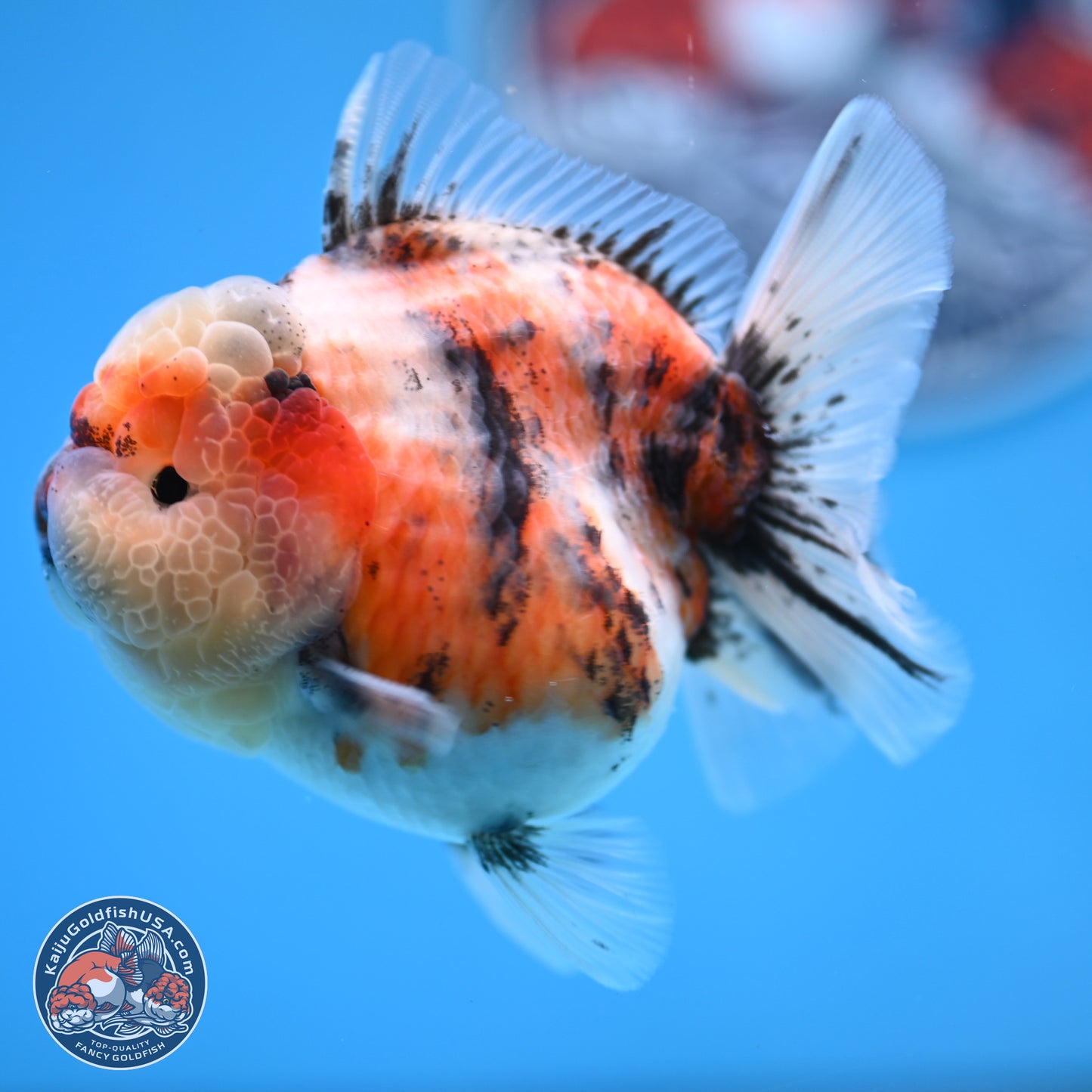 Tricolor Tiger YuanBao Oranda 3.25 inches Body - Female (250314_OR07)