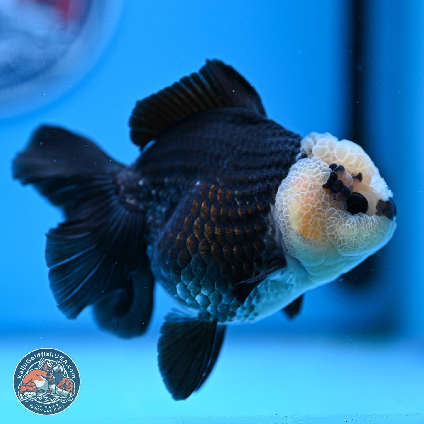 Panda Rose Tail Oranda 3.5in body (240809_OR07) - Kaiju Goldfish USA