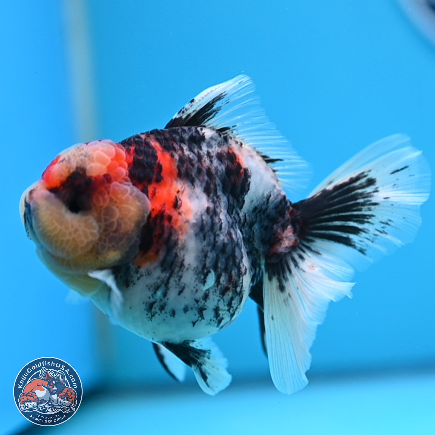Tricolor Tiger RoseTail Oranda 3.5 inches Body - Female (250307_OR07)