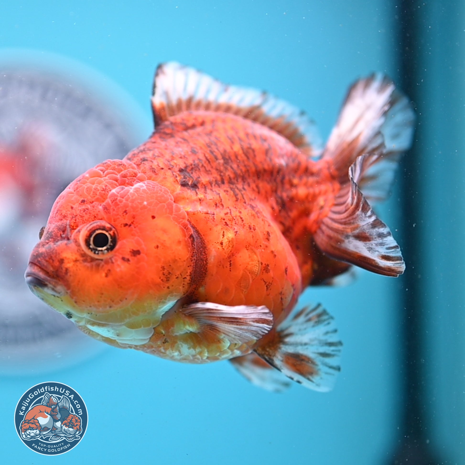 Tiger YuanBao Oranda 4 inches Body - Female (241206_OR07) - Kaiju Goldfish USA