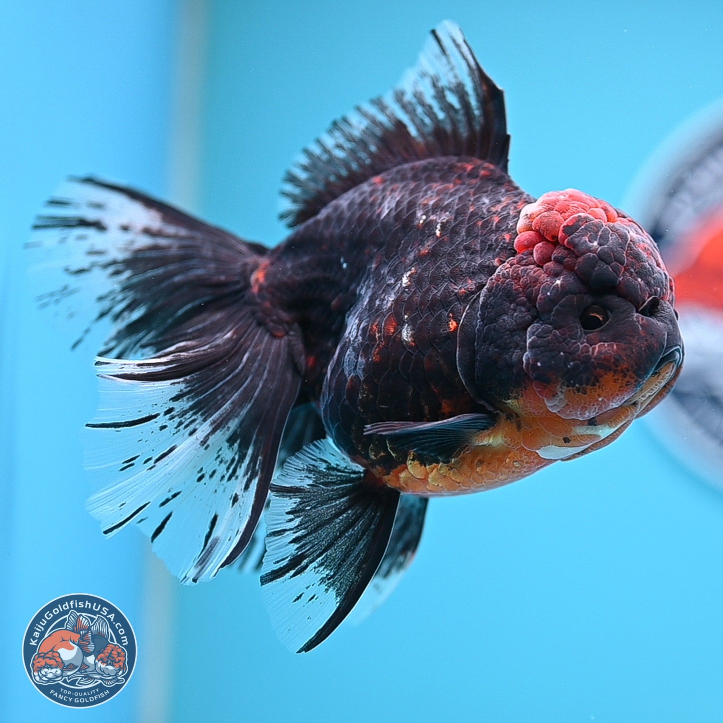 Kirin Rose Tail Oranda 4 inches Body - Female (241129_OR07) - Kaiju Goldfish USA