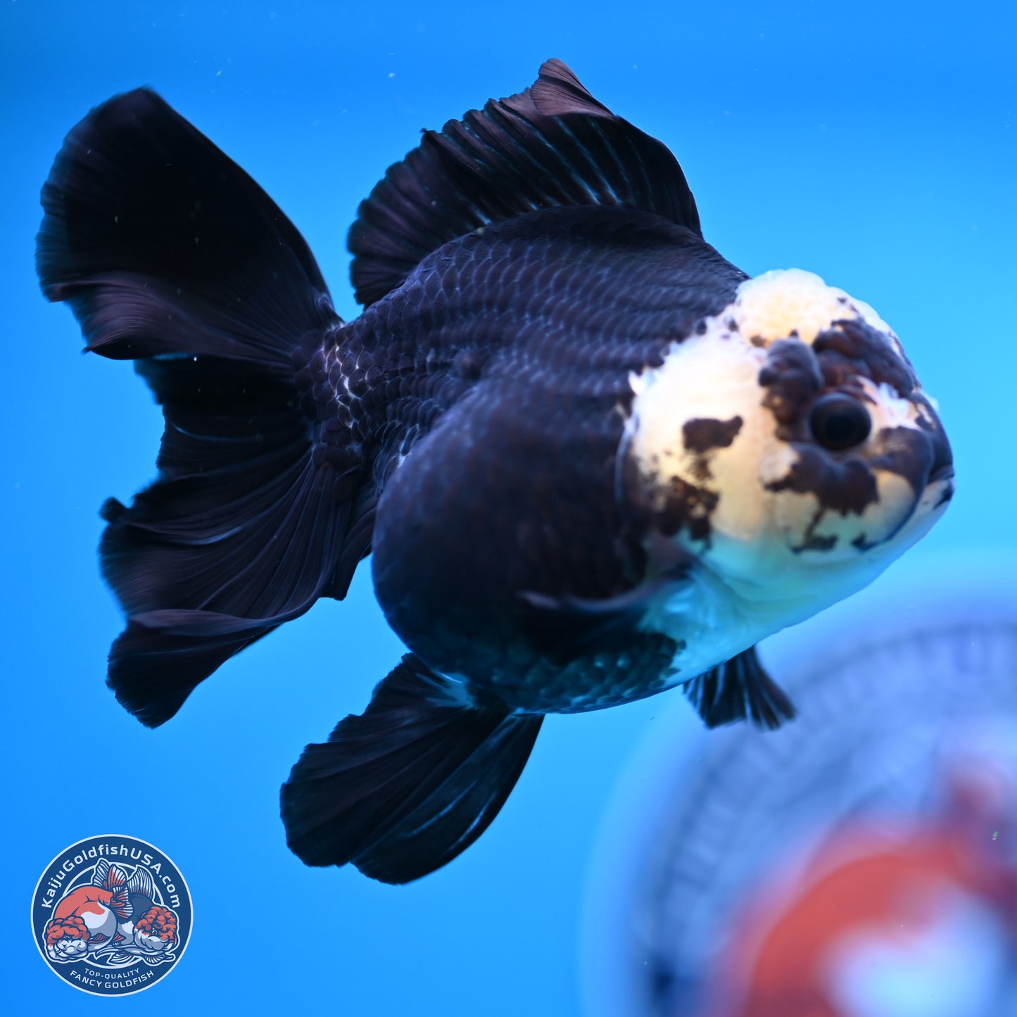 Panda Rose Tail Oranda 3.25in Body (240823_OR7) - Kaiju Goldfish USA