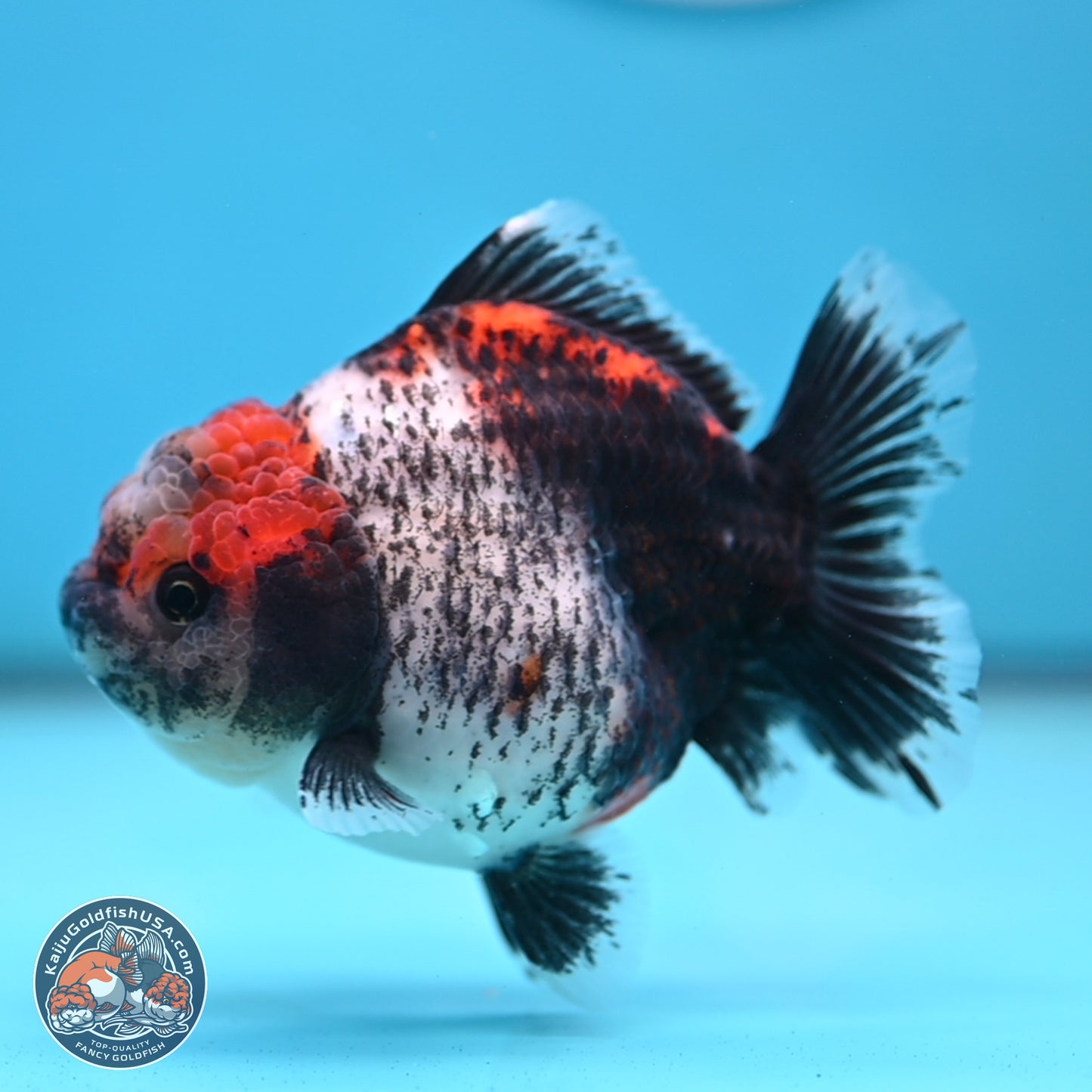 Shogun Calico Oranda 4 inches Body - Female (250207_OR07)