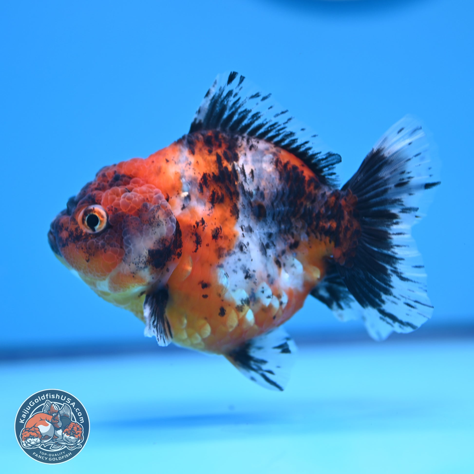 Shogun Calico Oranda 3.5-4.5 in (241011_OR07) - Kaiju Goldfish USA