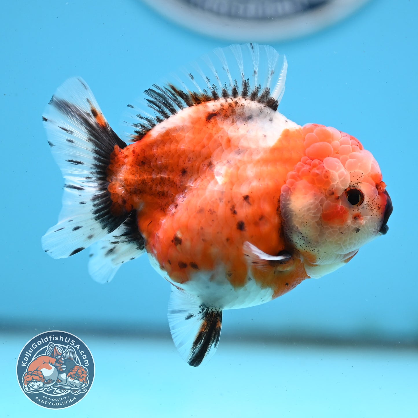 Shogun Tricolor Sakura Oranda 3.5 inches Body - Female (250418_OR07)