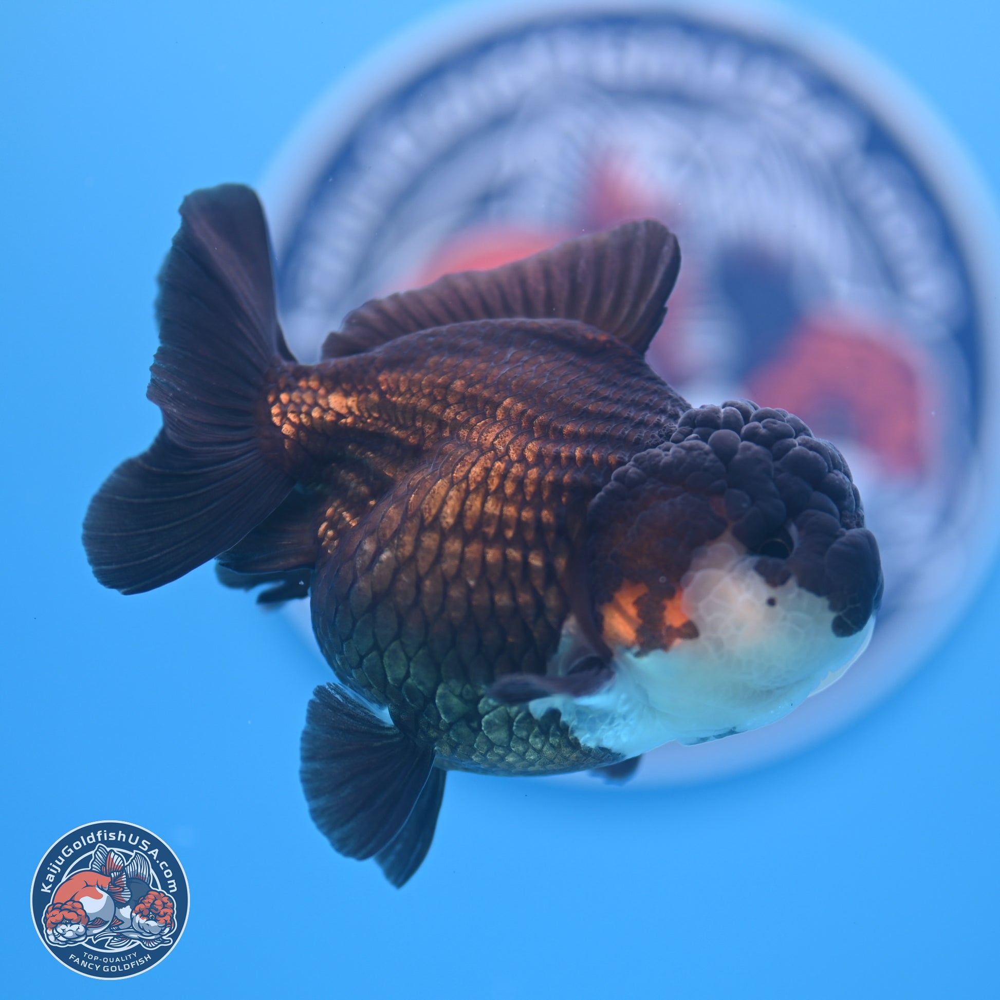 Panda Oranda 3.5-4 inches (240913_OR07) - Kaiju Goldfish USA