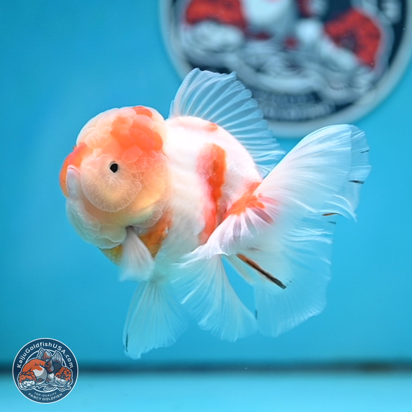 Sakura Rose Tail Oranda 3.5 inches Body - Female (250404_OR07)
