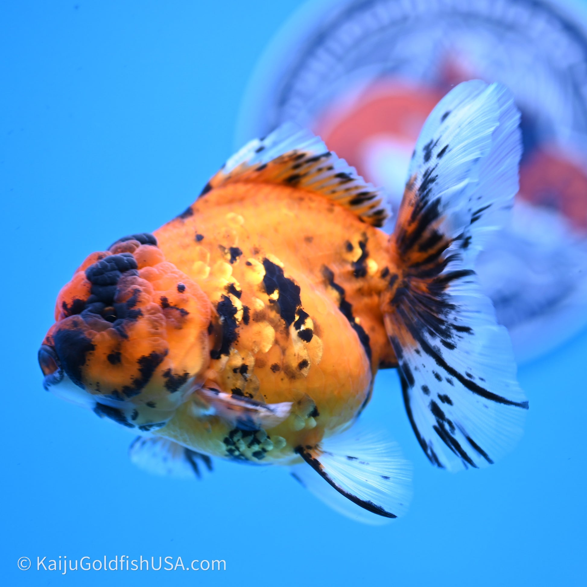 Shogun Godzilla Tiger Oranda 3.8in Body (240719_OR07) - Kaiju Goldfish USA