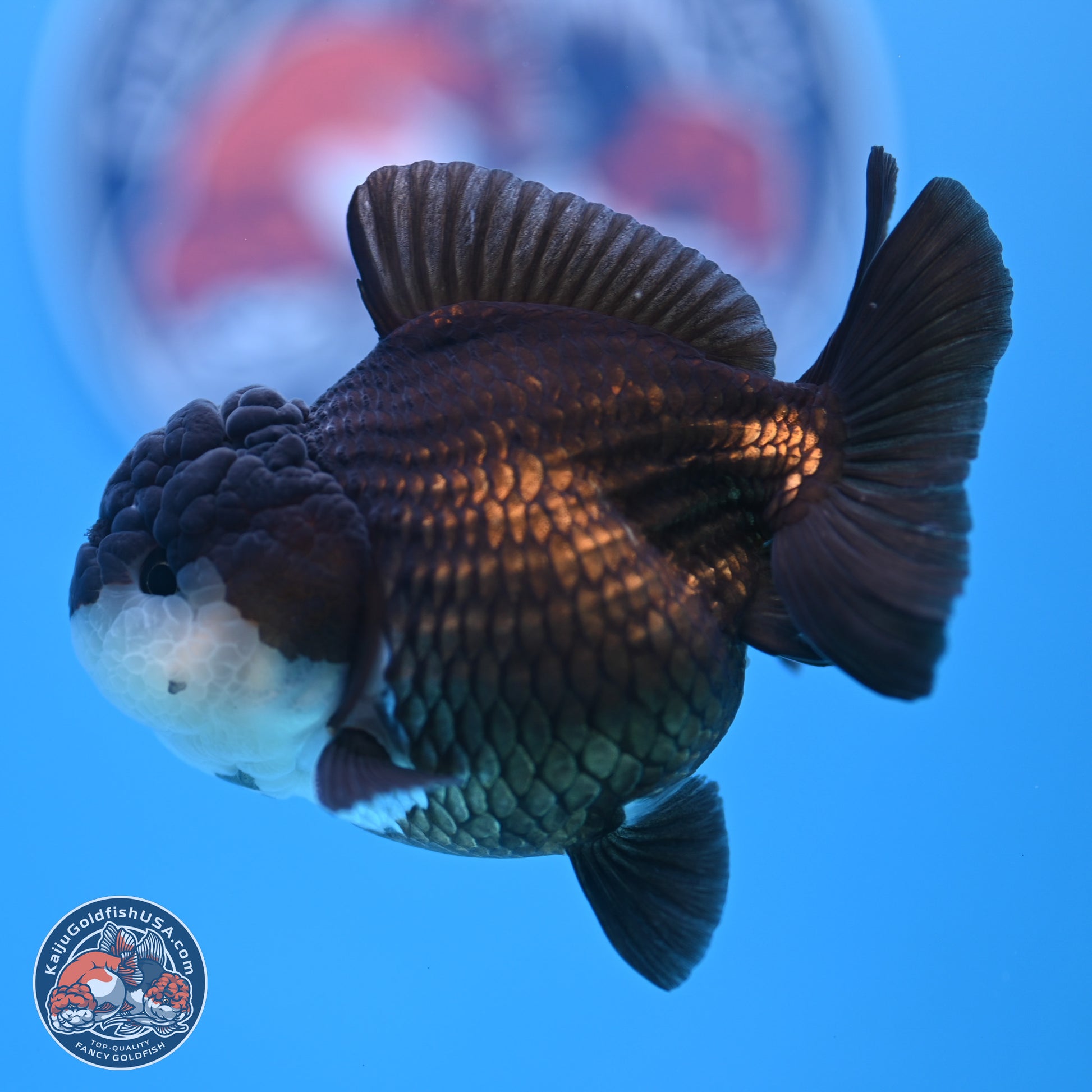 Panda Oranda 3.5-4 inches (240913_OR07) - Kaiju Goldfish USA