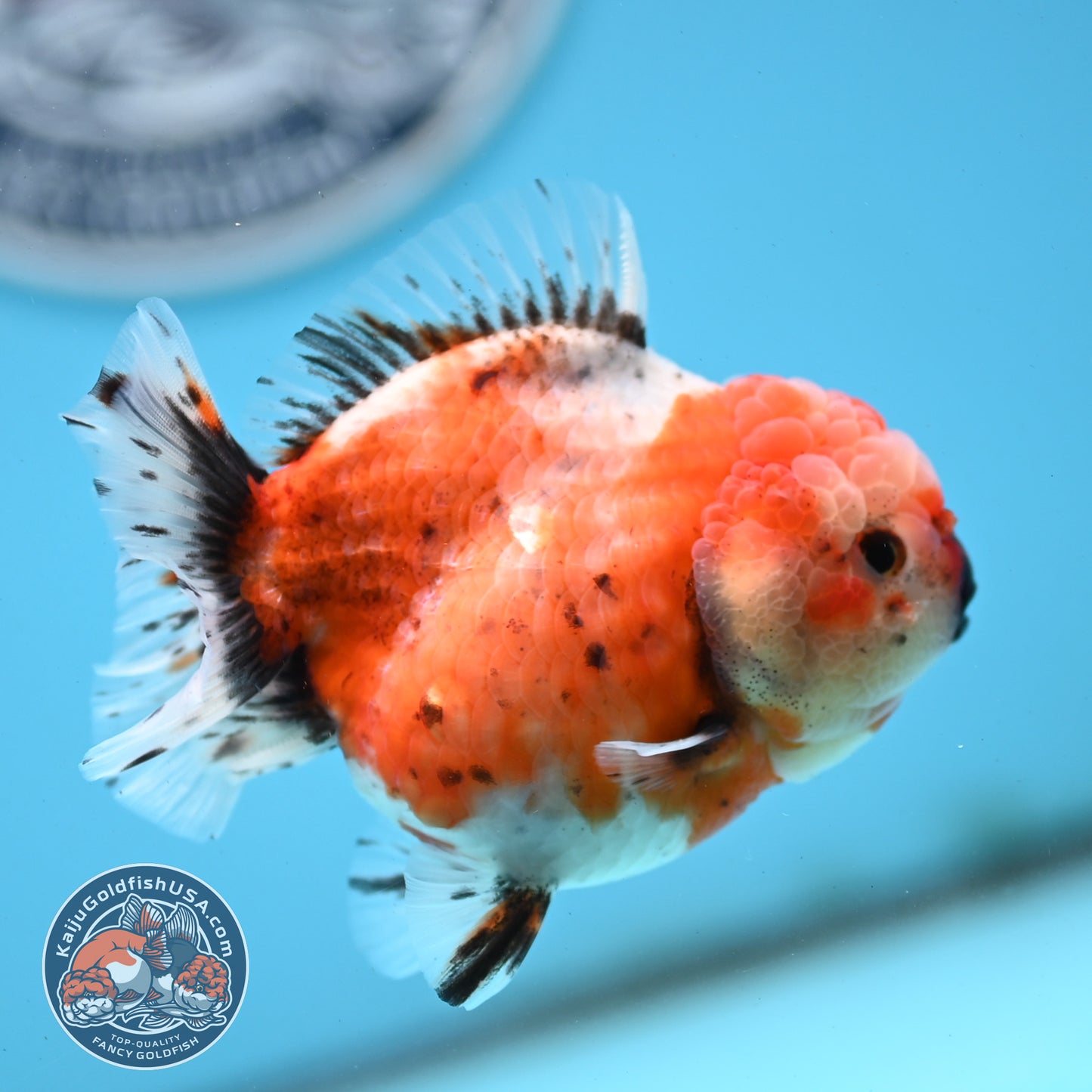 Shogun Tricolor Sakura Oranda 3.5 inches Body - Female (250418_OR07)
