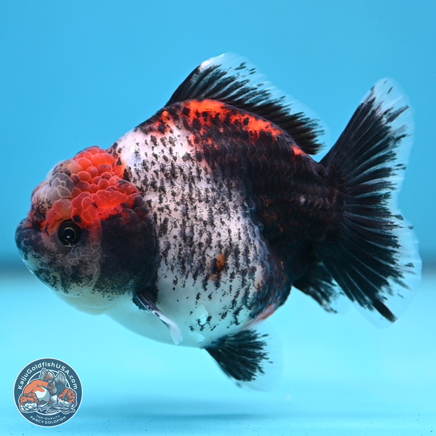 Shogun Calico Oranda 4 inches Body - Female (250207_OR07)