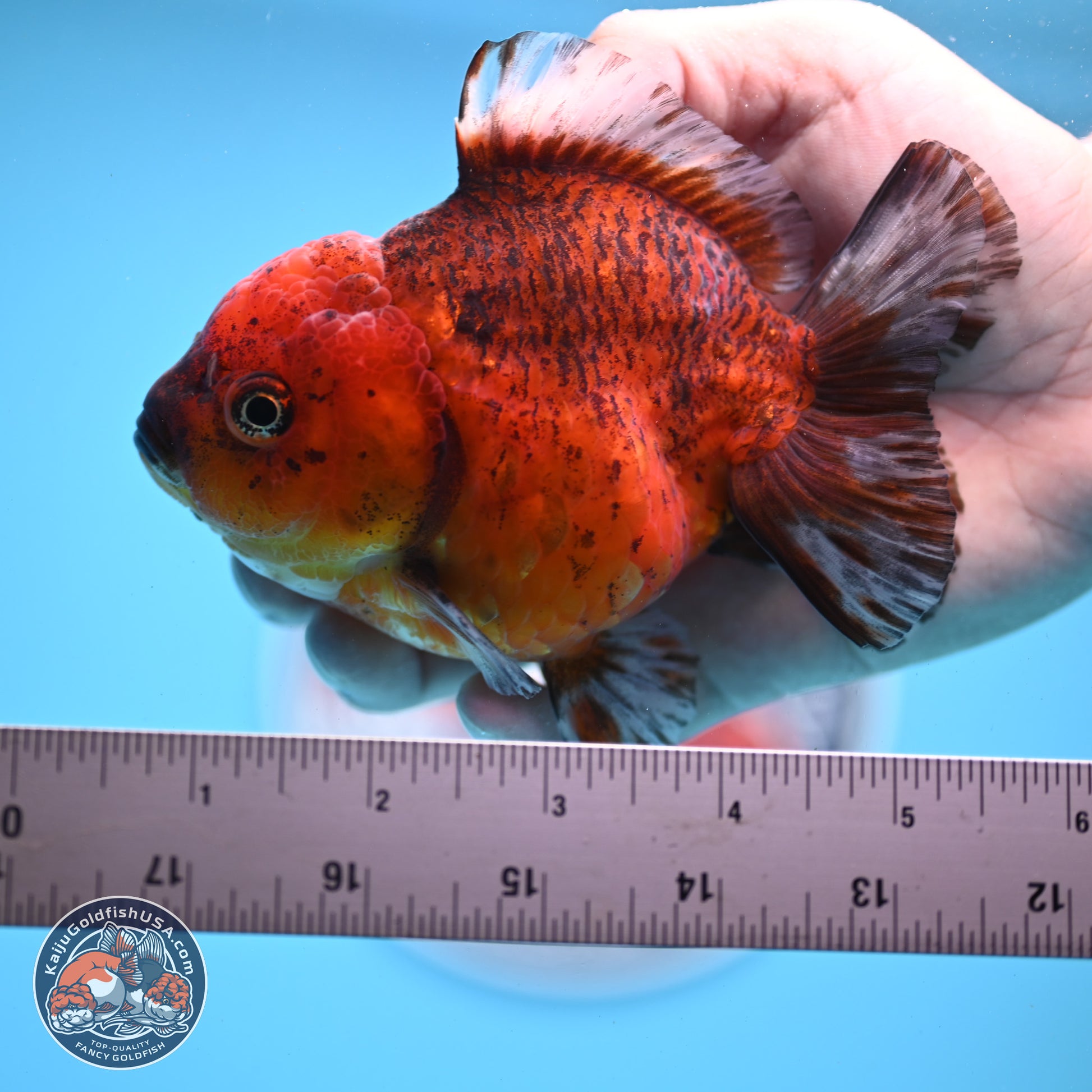 Tiger YuanBao Oranda 4 inches Body - Female (241206_OR07) - Kaiju Goldfish USA