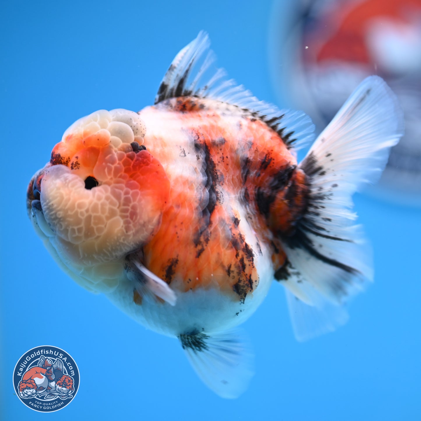 Tricolor Tiger YuanBao Oranda 3.25 inches Body - Female (250314_OR07)