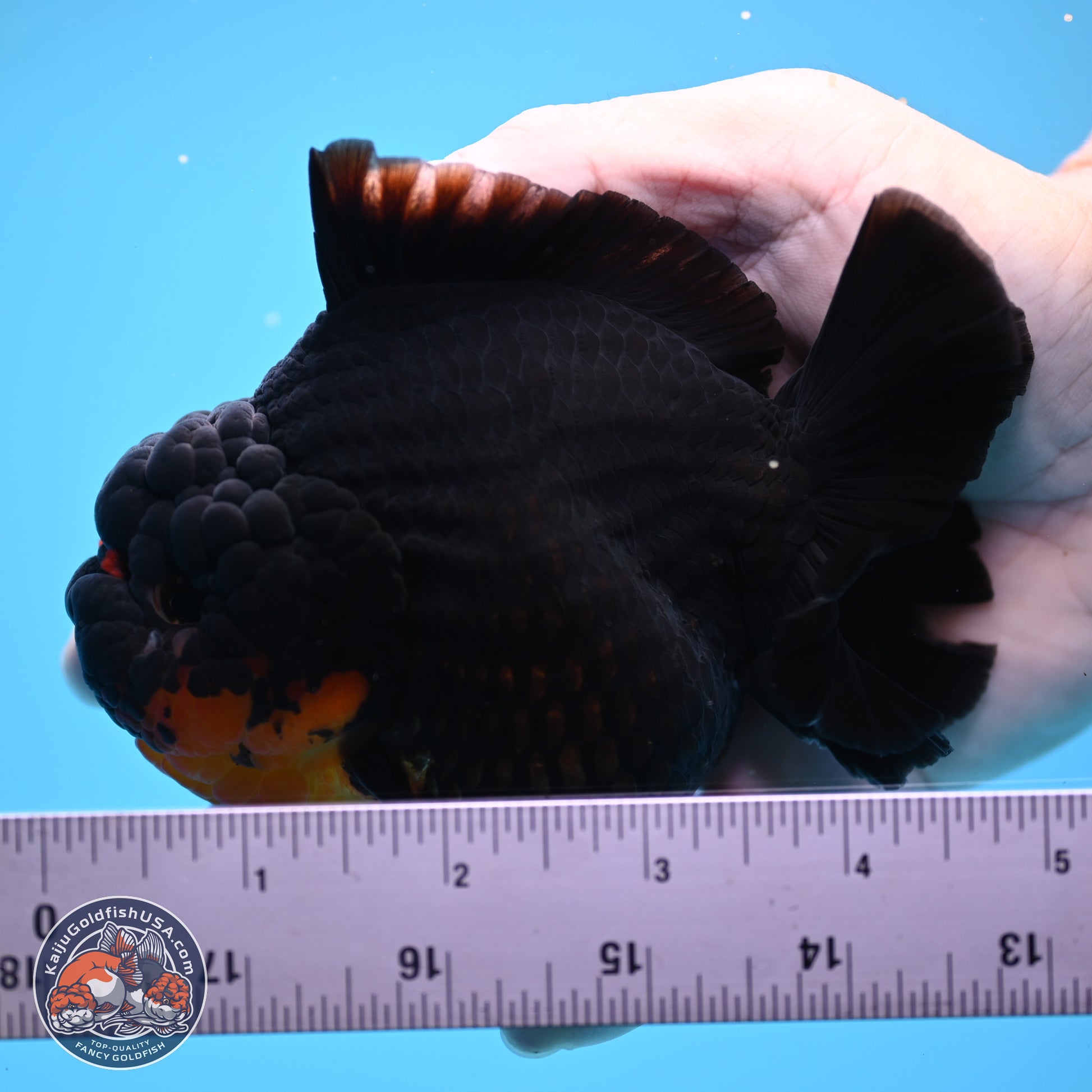 Apache YuanBao Oranda 5 inches (241025_OR07) - Kaiju Goldfish USA