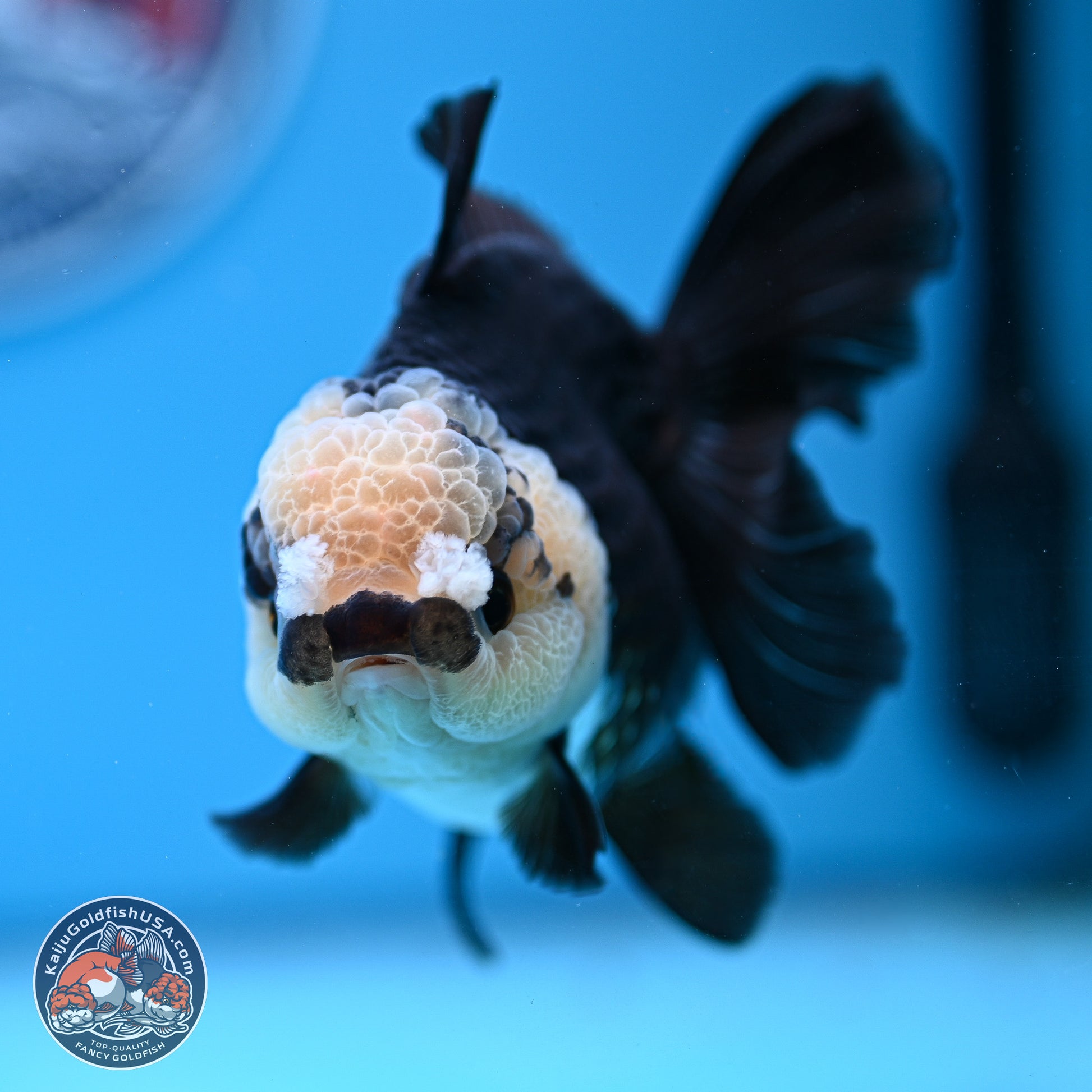 Panda Rose Tail Oranda 3.5in body (240809_OR07) - Kaiju Goldfish USA