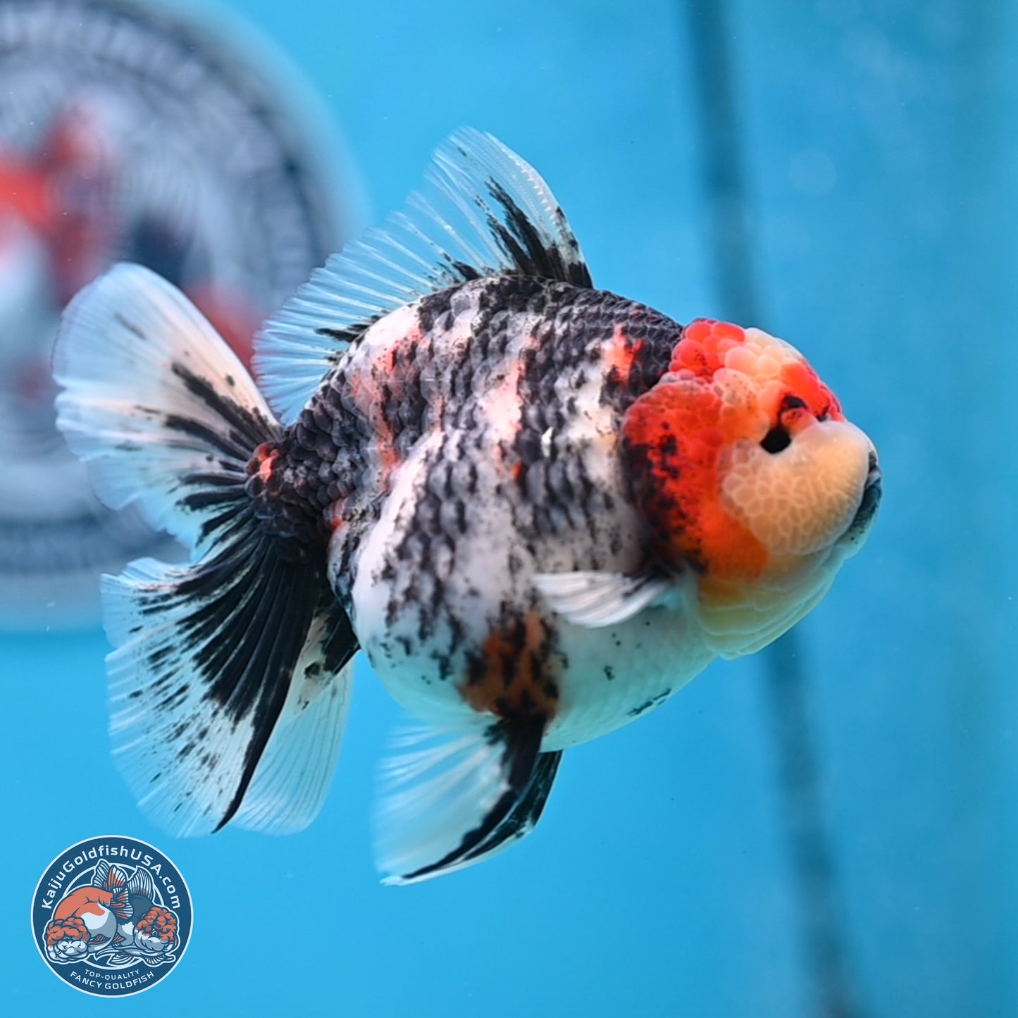 Tricolor Tiger RoseTail Oranda 3.5 inches Body - Female (250307_OR07)