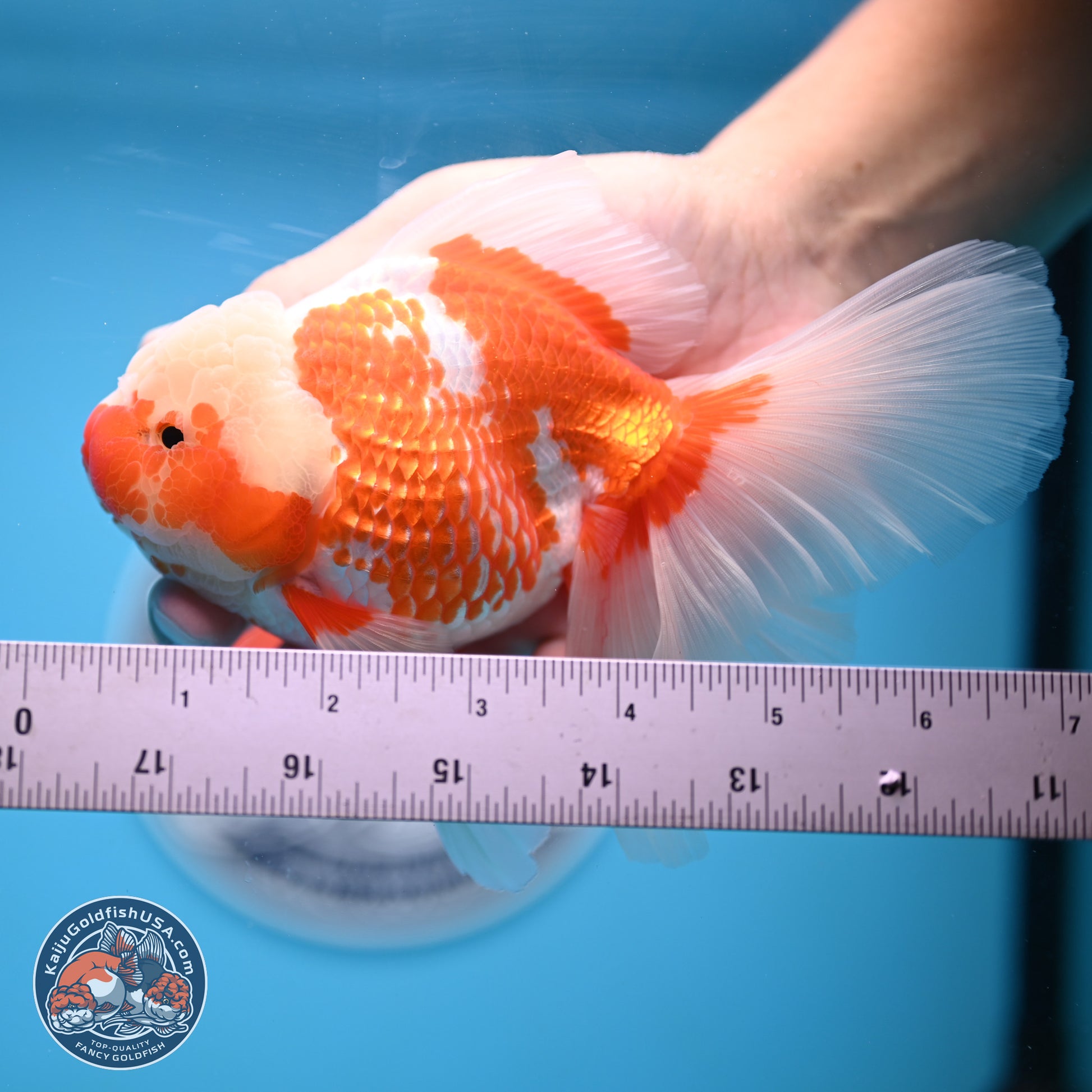 Jade Head Red White Rose Tail Oranda 4-6.5 inches (240906_OR07) - Kaiju Goldfish USA