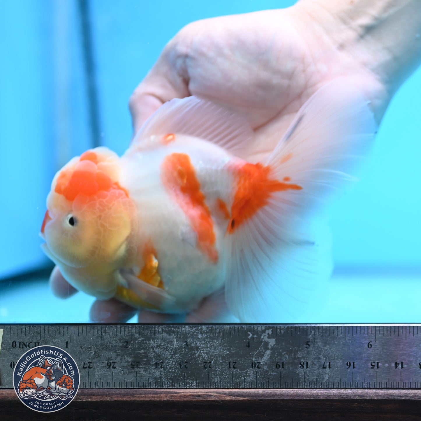 Sakura Rose Tail Oranda 3.5 inches Body - Female (250404_OR07)