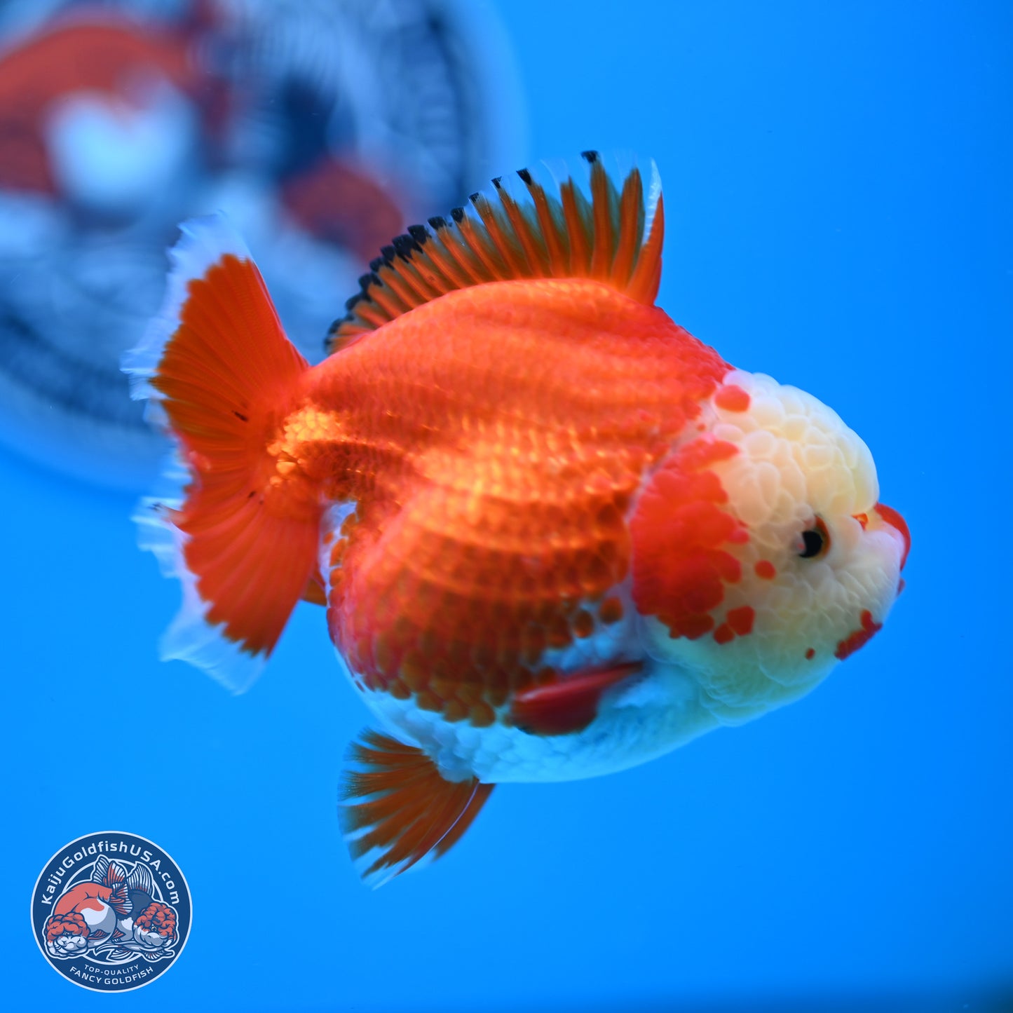 Jade Head Red White YuanBao Oranda 3.5 inches Body - Female (250214_OR07)