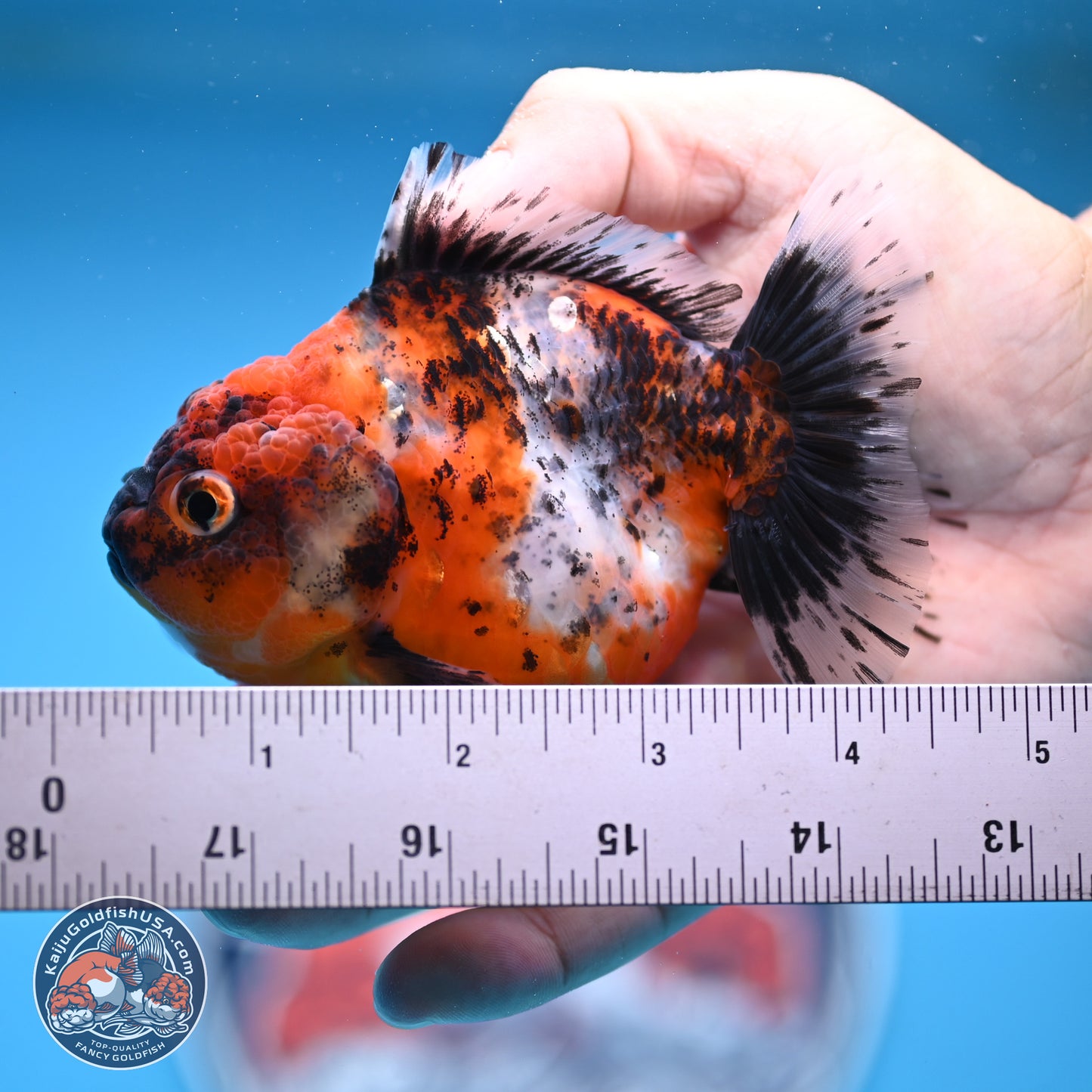 Shogun Calico Oranda 3.5-4.5 in (241011_OR07) - Kaiju Goldfish USA