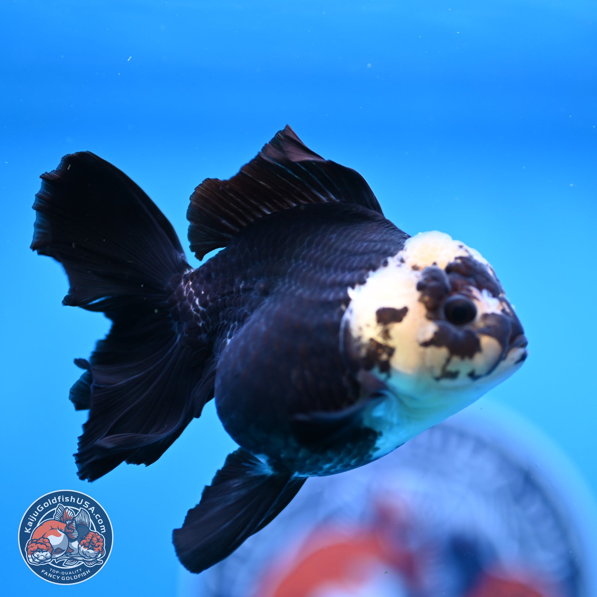 Panda Rose Tail Oranda 3.25in Body (240823_OR7) - Kaiju Goldfish USA