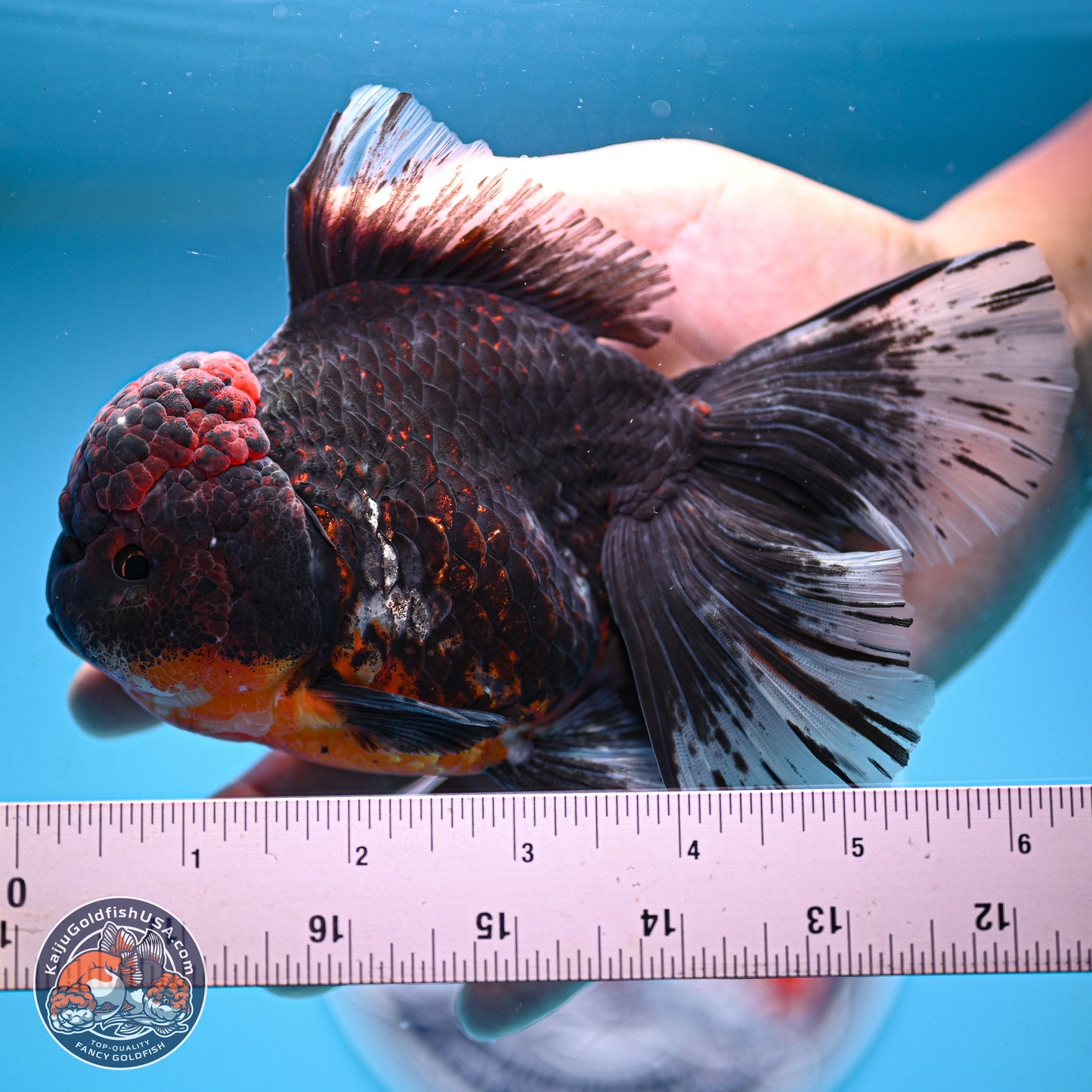 Kirin Rose Tail Oranda 4 inches Body - Female (241129_OR07) - Kaiju Goldfish USA