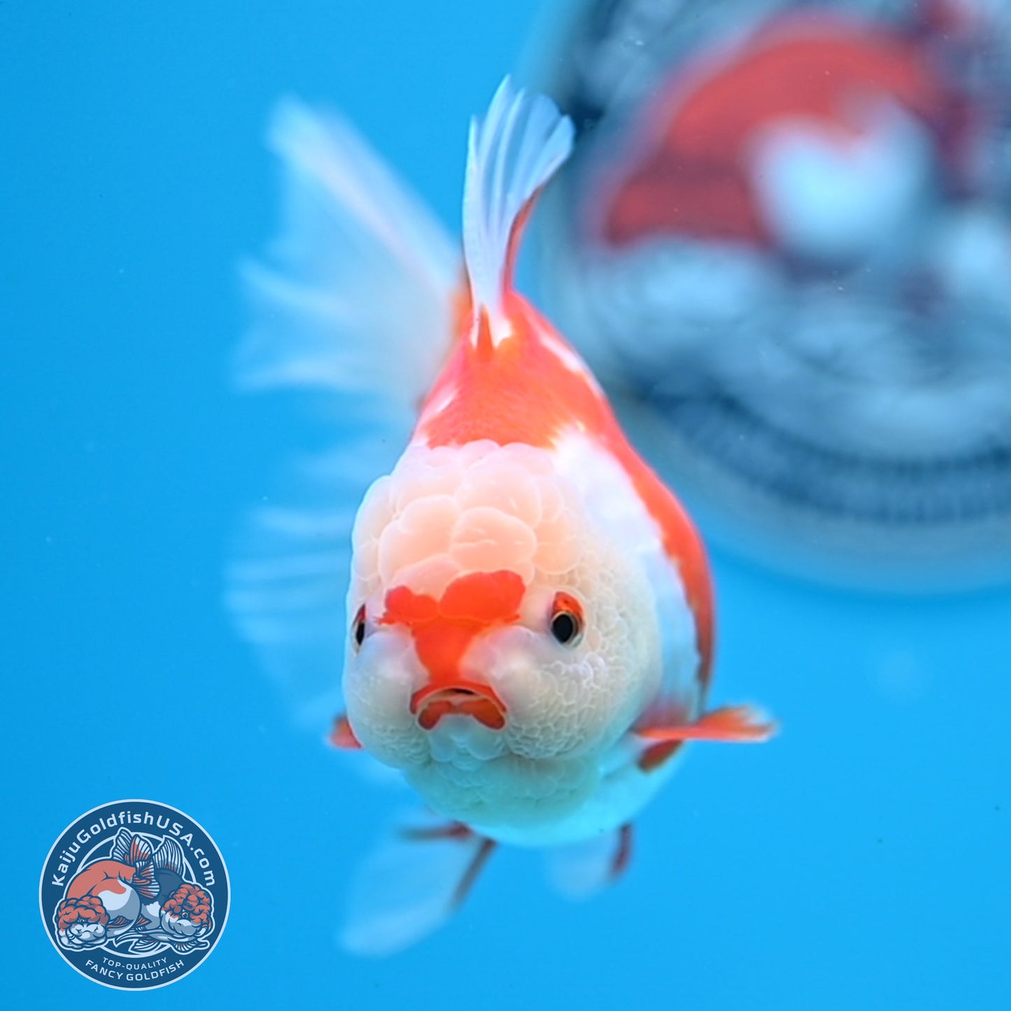 Red White Rose Tail Oranda 3.25 inches Body (250523_OR07)