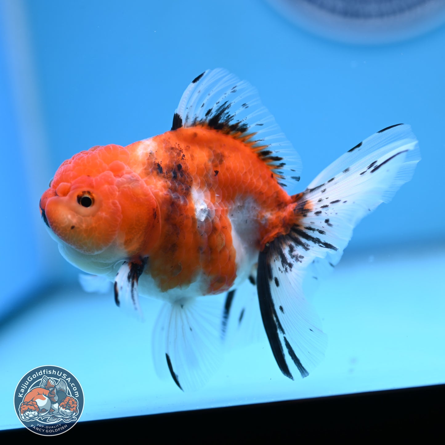 Shogun Tricolor Sakura Rose Tail Oranda 3.5in Body (240802_OR07) - Kaiju Goldfish USA