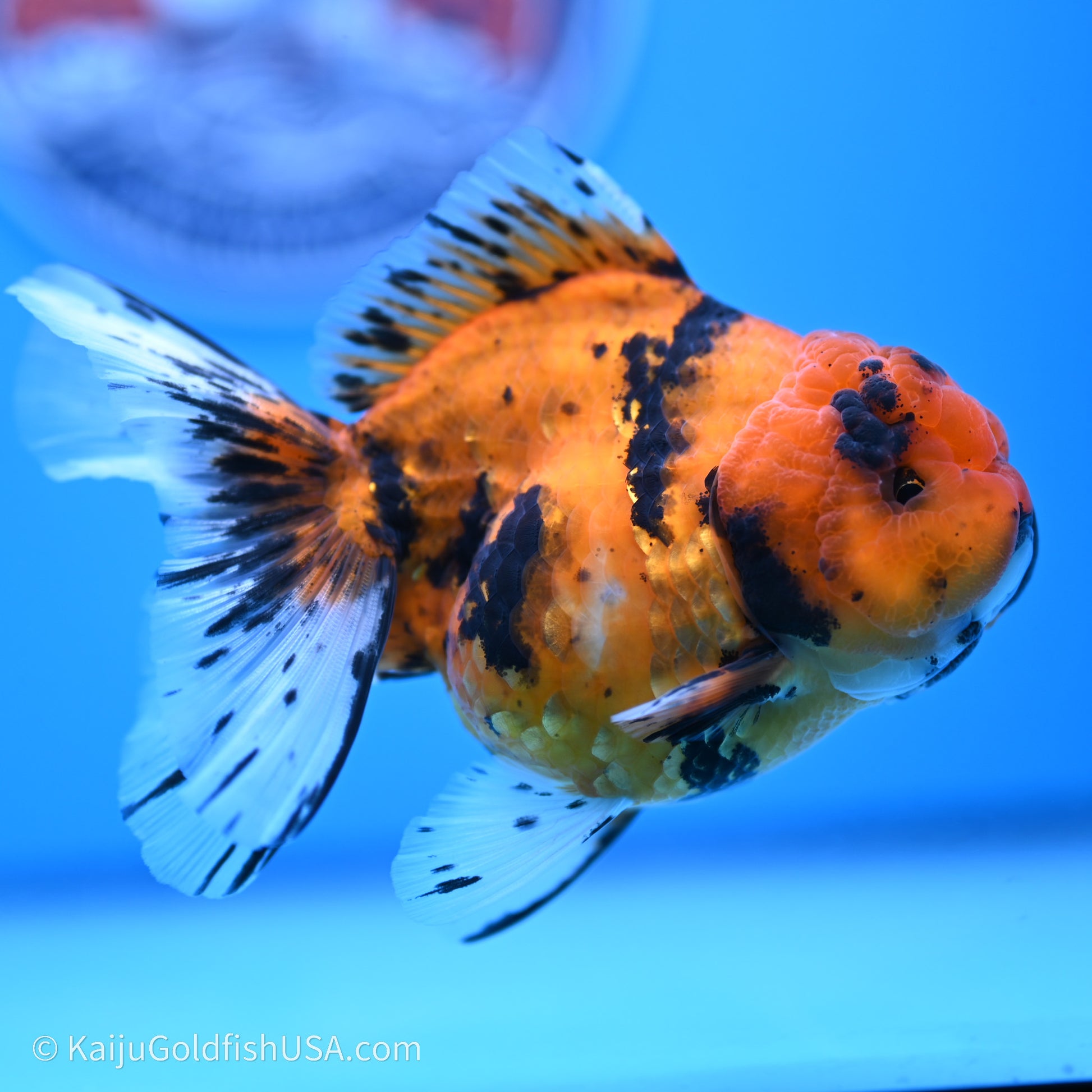 Shogun Godzilla Tiger Oranda 3.8in Body (240719_OR07) - Kaiju Goldfish USA