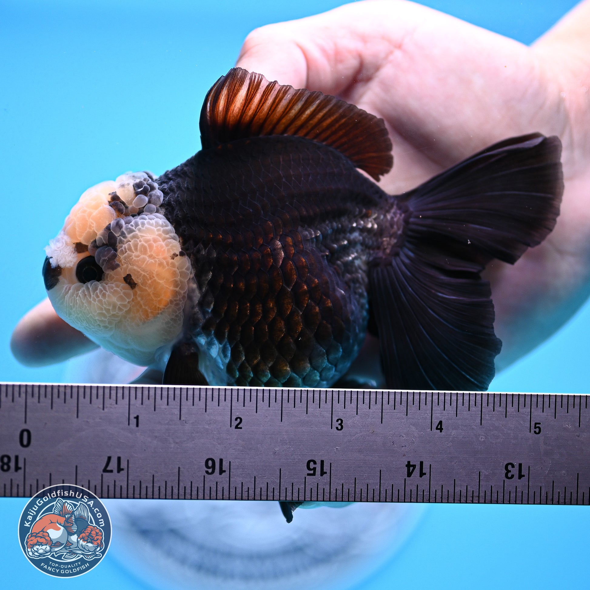 Panda Rose Tail Oranda 3.5in body (240809_OR07) - Kaiju Goldfish USA