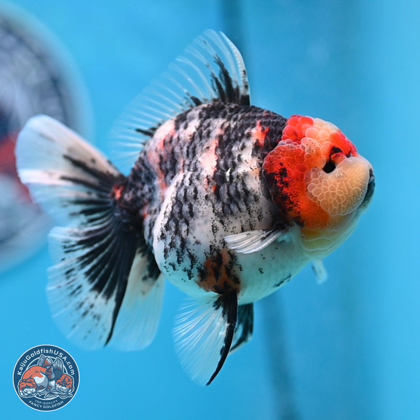 Tricolor Tiger RoseTail Oranda 3.5 inches Body - Female (250307_OR07)