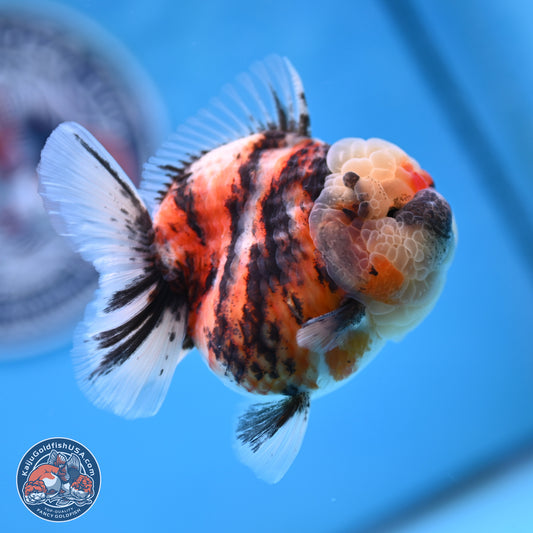 Tricolor Tiger YuanBao Oranda 3.25 inches Body - Female (250314_OR07)