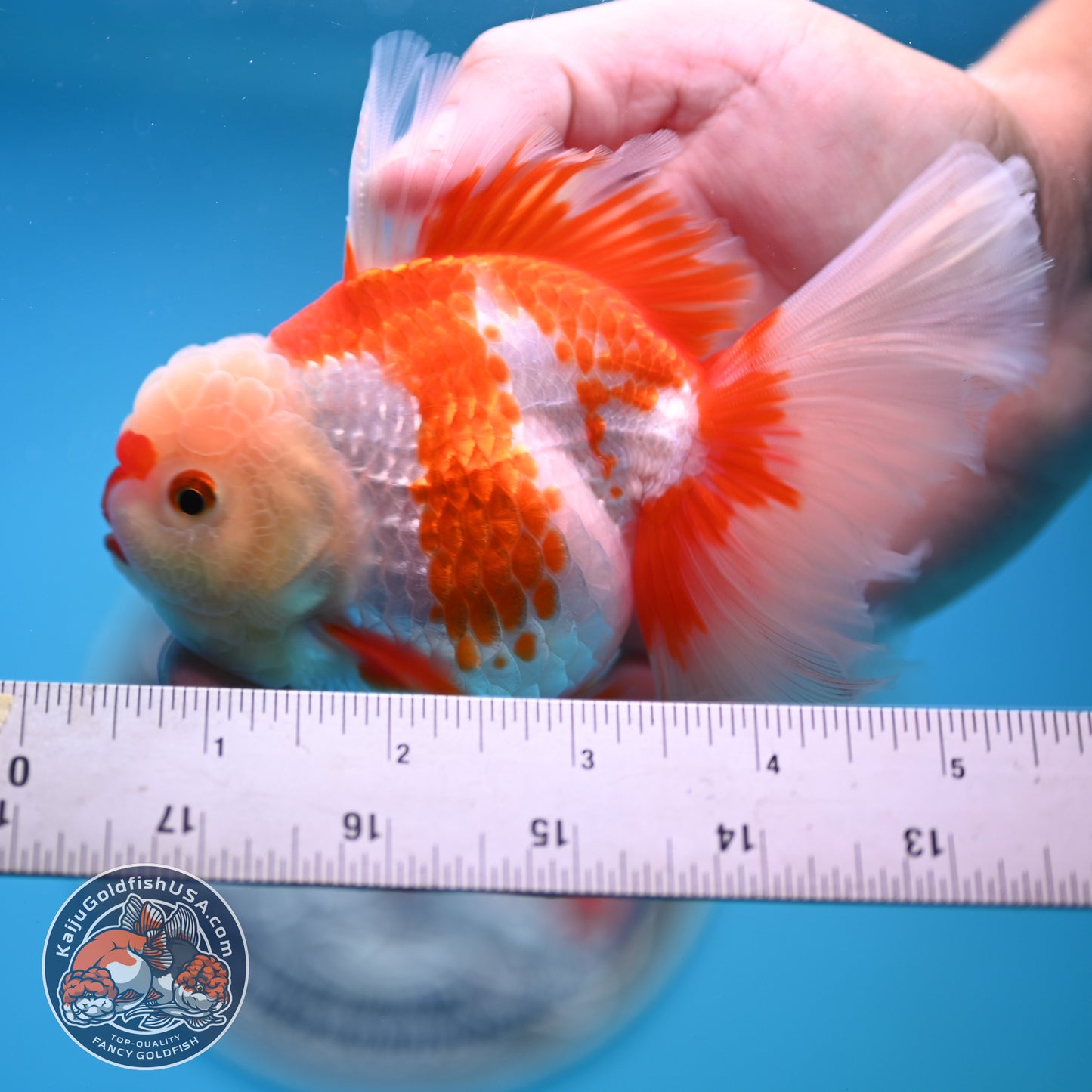 Red White Rose Tail Oranda 3.25 inches Body (250523_OR07)
